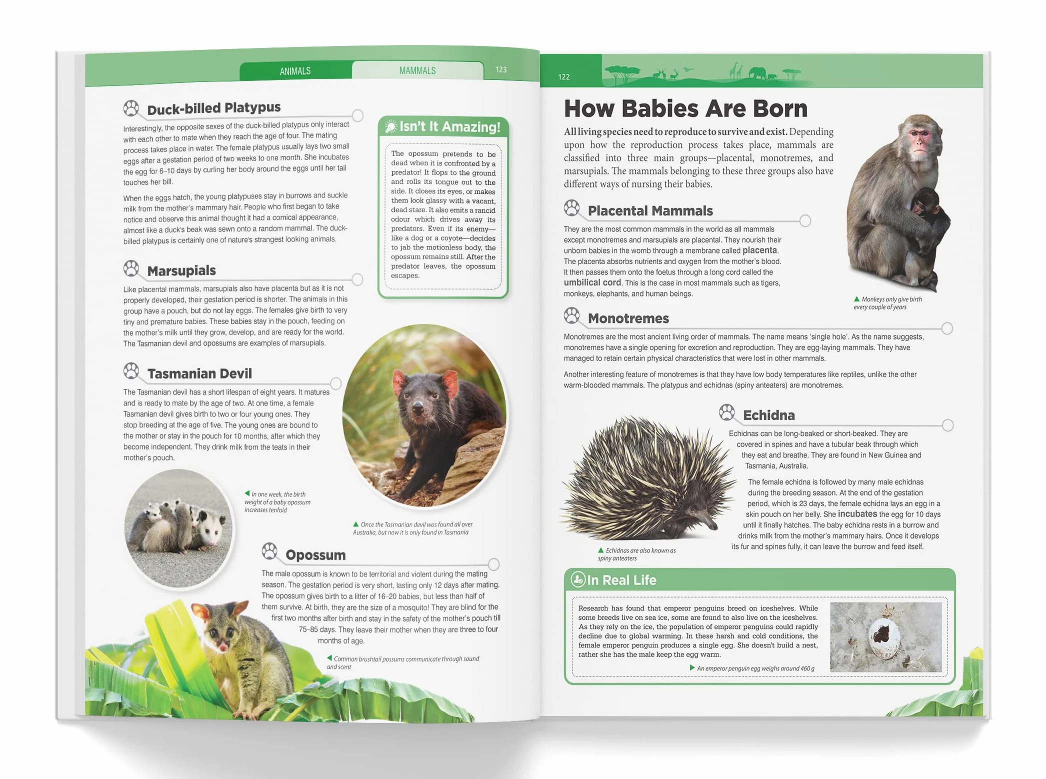 Knowledge Encyclopedia: Animals