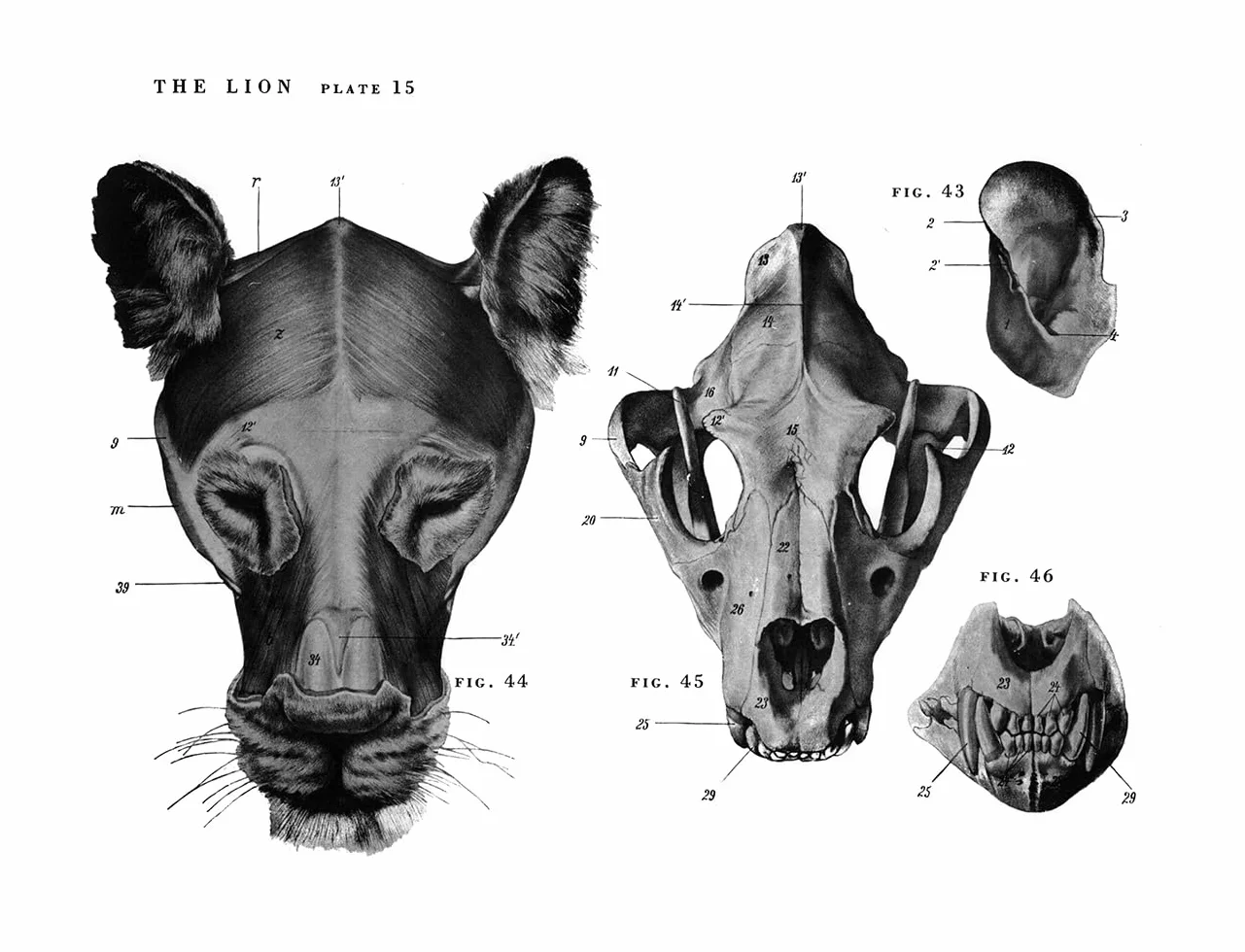 An Atlas of Animal Anatomy for Artists