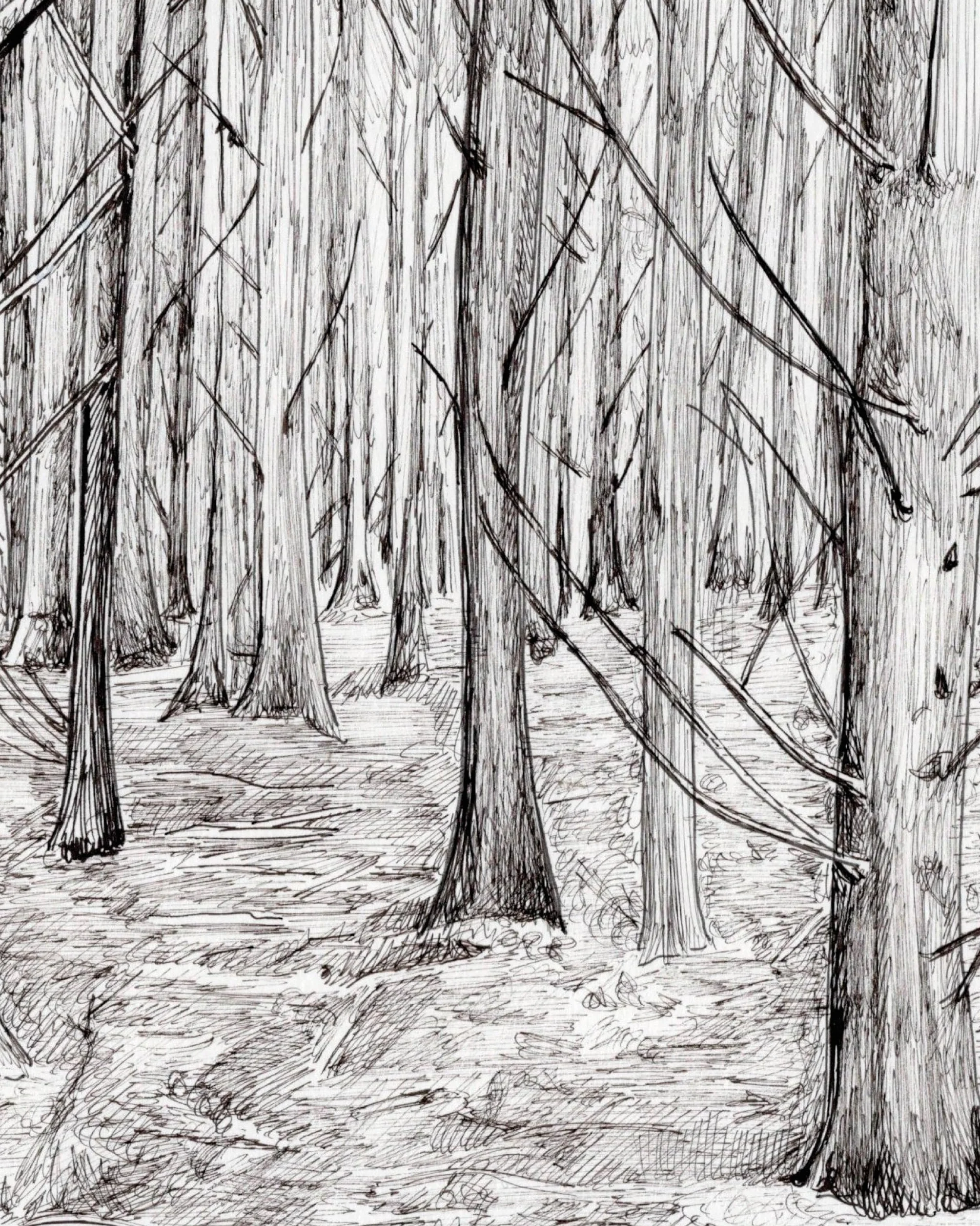 How to Draw a Tree: From the Fruit to the Forest: A Step-By-Step Course for the Nature Artist