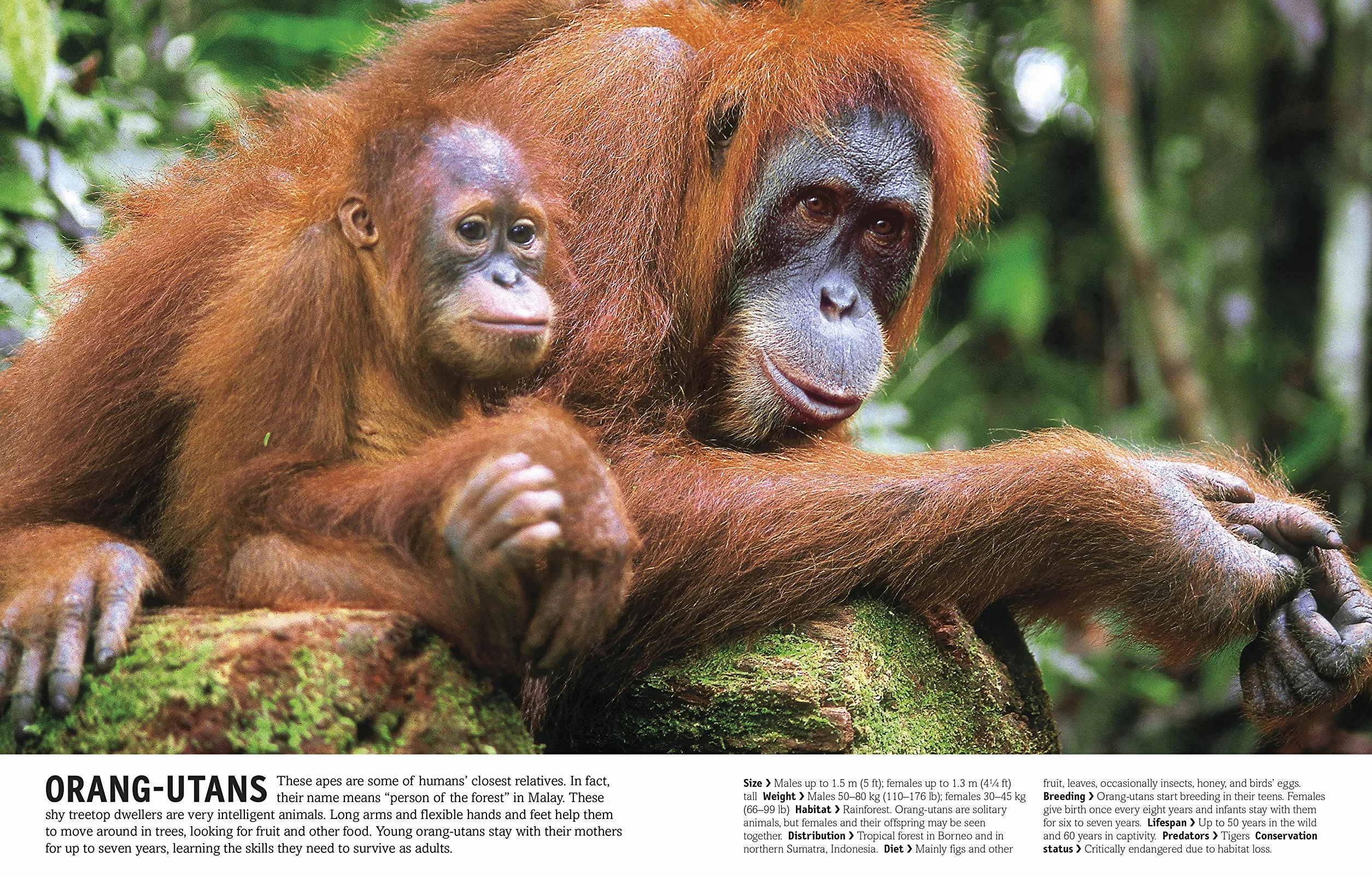 The Our World in Pictures The Animal Book: A Visual Encyclopedia of Life on Earth (DK Our World in Pictures): A Visual Animal Kingdom Encyclopedia for Kids