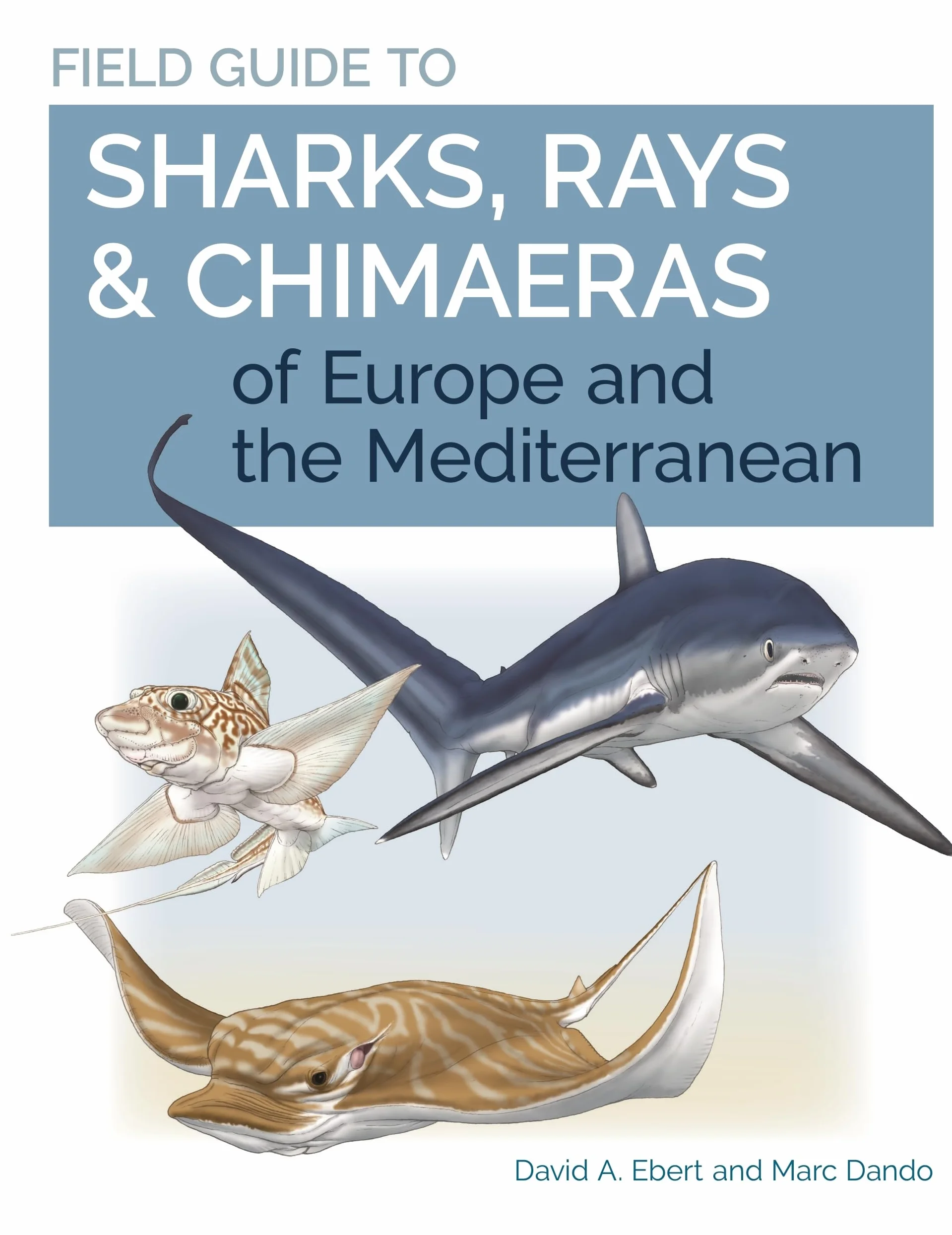 Field Guide to Sharks, Rays & Chimaeras of Europe and the Mediterranean: 20