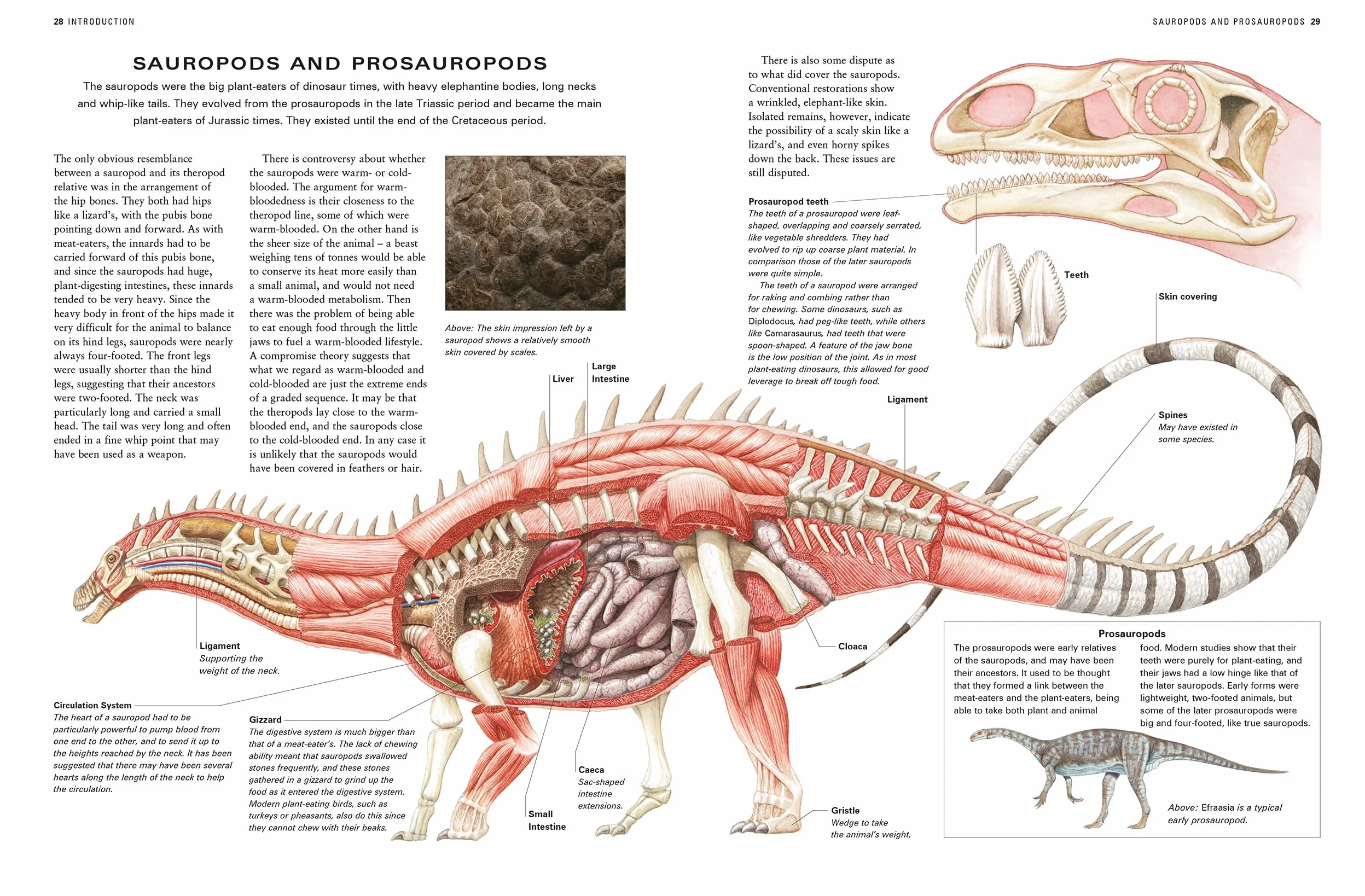 The Illustrated Encyclopedia of Dinosaurs and Prehistoric Creatures: The Ultimate Illustrated Reference Guide to 1000 Dinosaurs and Prehistoric Creatures, Updated and Revised