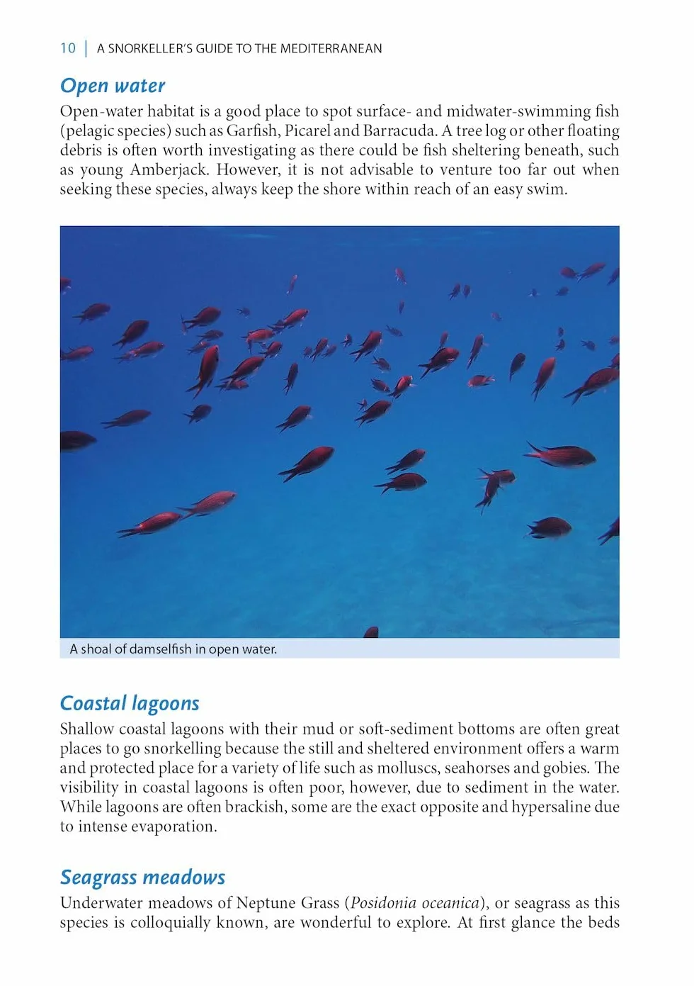 A Snorkeller's Guide to the Mediterranean: A Photographic Id Guide to the Most Commonly Encountered Marine Species