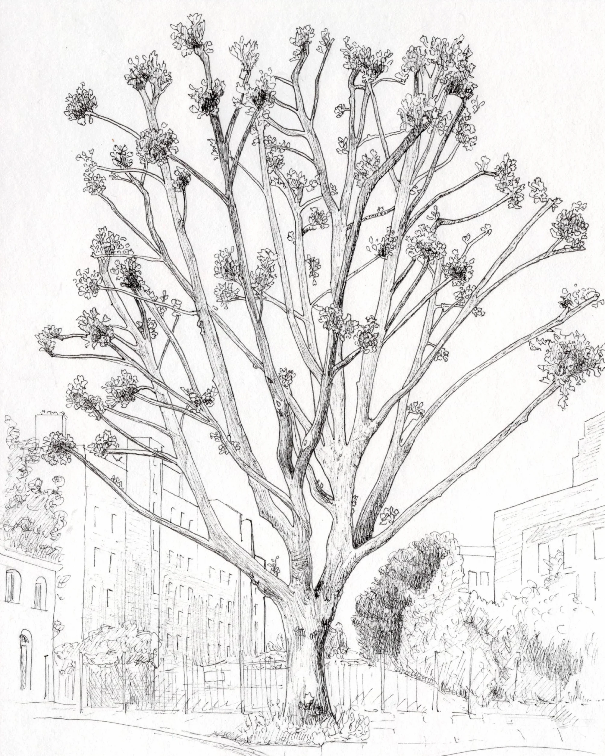 How to Draw a Tree: From the Fruit to the Forest: A Step-By-Step Course for the Nature Artist