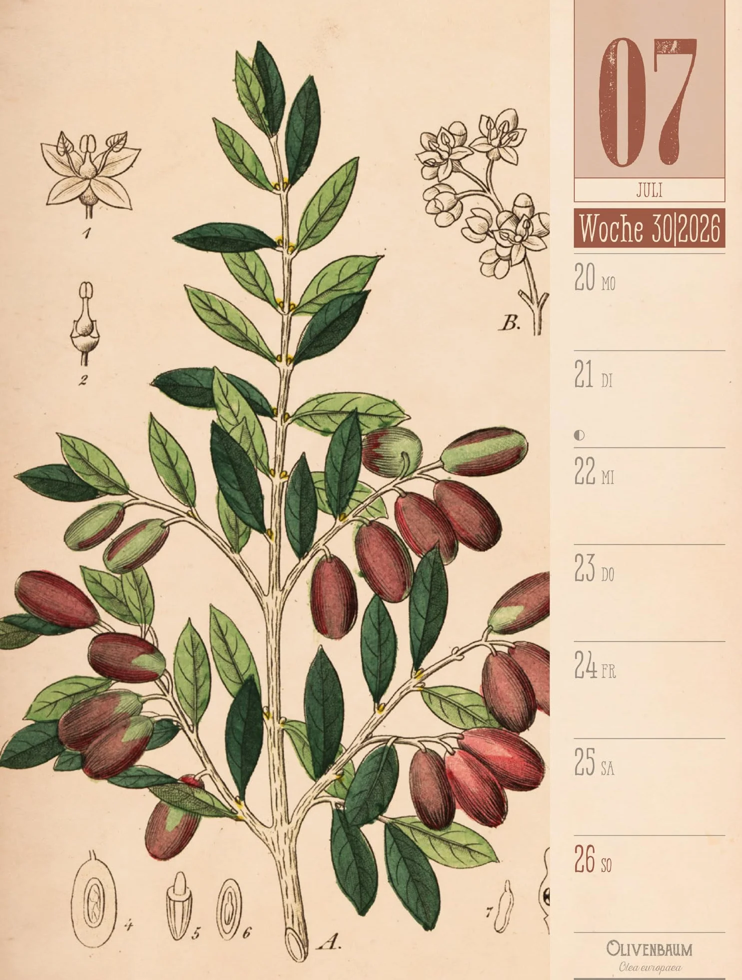 Culinarium Wochenplaner Kalender 2026 | Küche, Kräuter, Kurioses: Informativer Küchen-Wochenkalender im Hochformat (25x33 cm) | Vintage & Retro