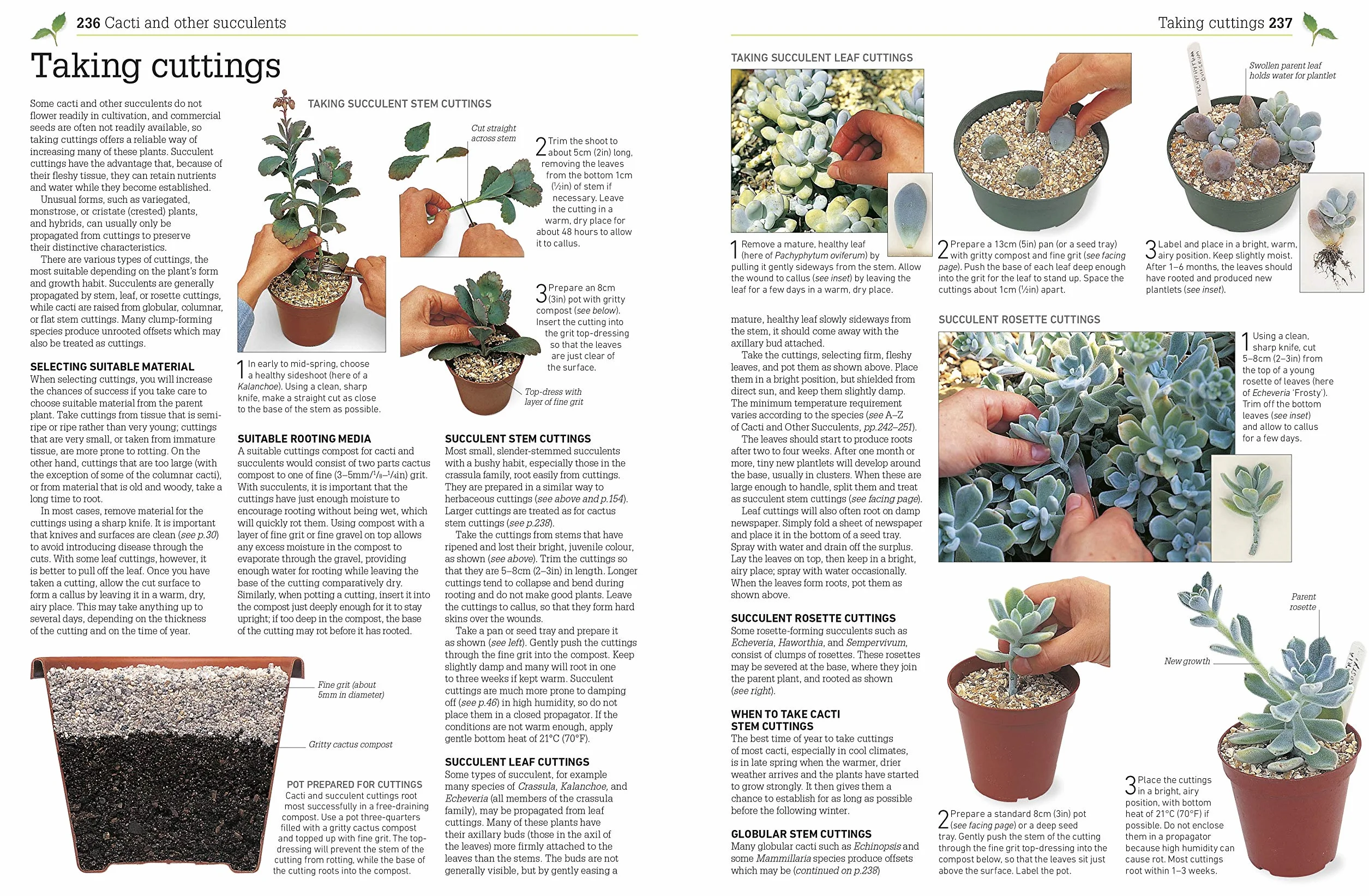 RHS Propagating Plants: How to Create New Plants For Free