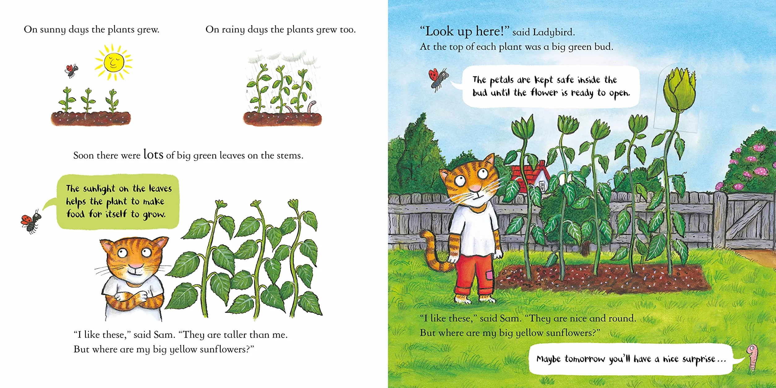 National Trust: Sam Plants a Sunflower