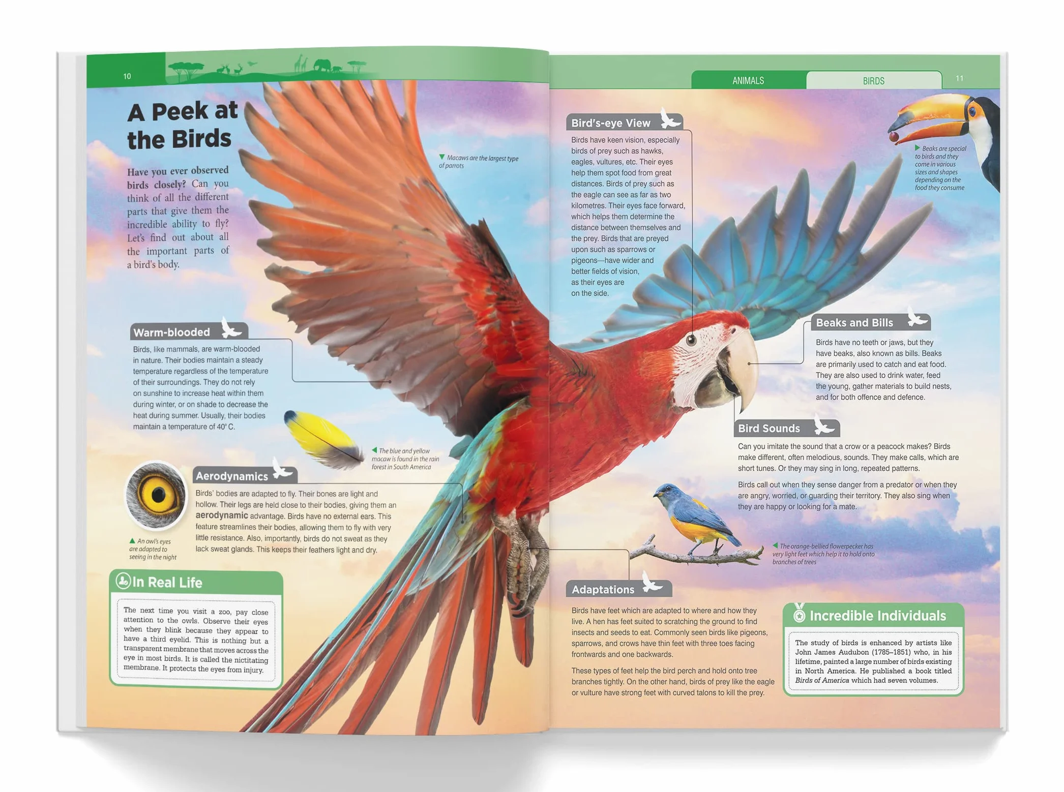 Knowledge Encyclopedia: Animals