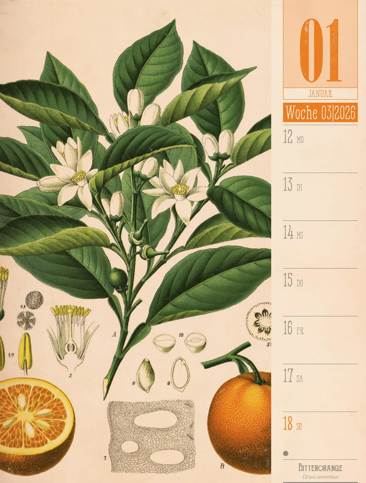 Culinarium Wochenplaner Kalender 2026 | Küche, Kräuter, Kurioses: Informativer Küchen-Wochenkalender im Hochformat (25x33 cm) | Vintage & Retro