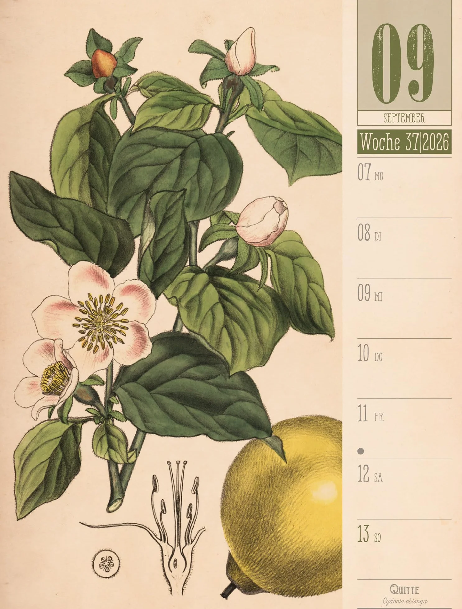Culinarium Wochenplaner Kalender 2026 | Küche, Kräuter, Kurioses: Informativer Küchen-Wochenkalender im Hochformat (25x33 cm) | Vintage & Retro