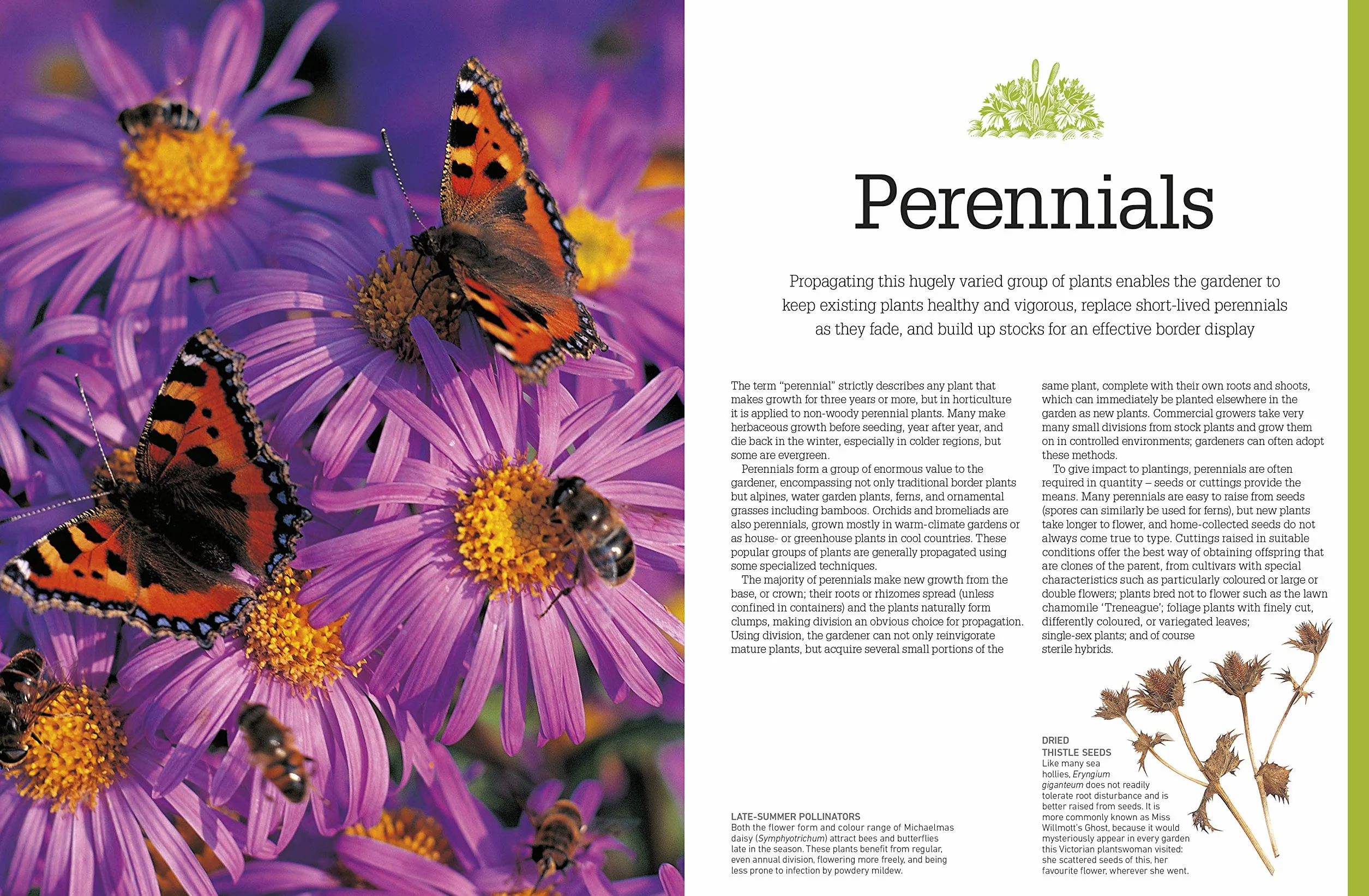 RHS Propagating Plants: How to Create New Plants For Free