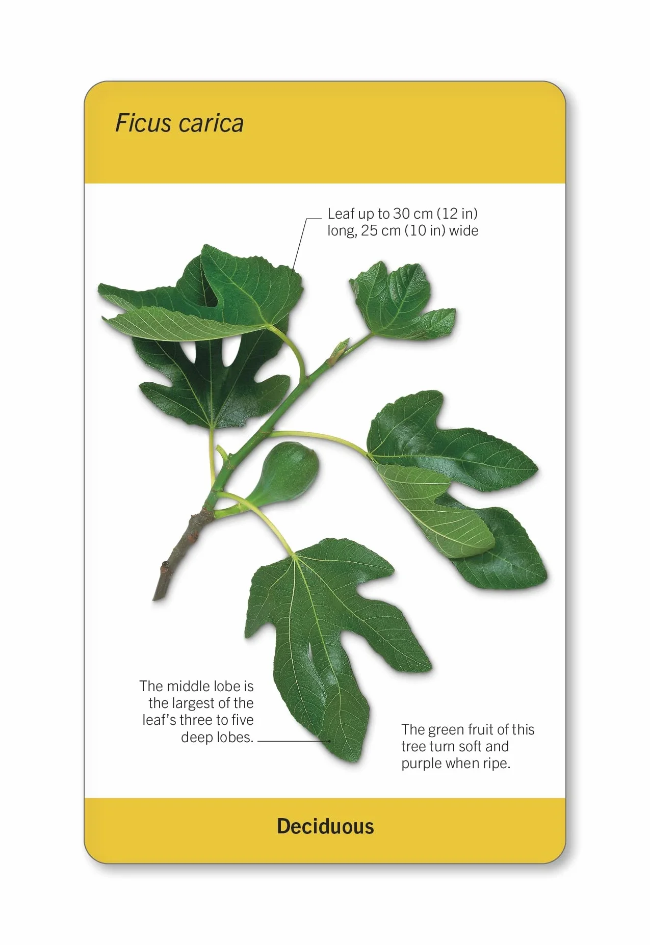 Our World in Pictures Trees of the World Flash Cards