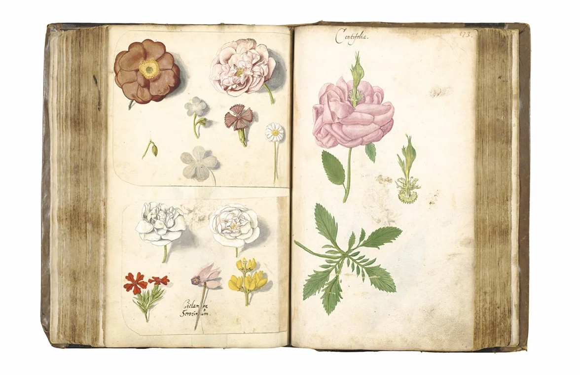 Botanical Sketchbooks (paperback) /anglais