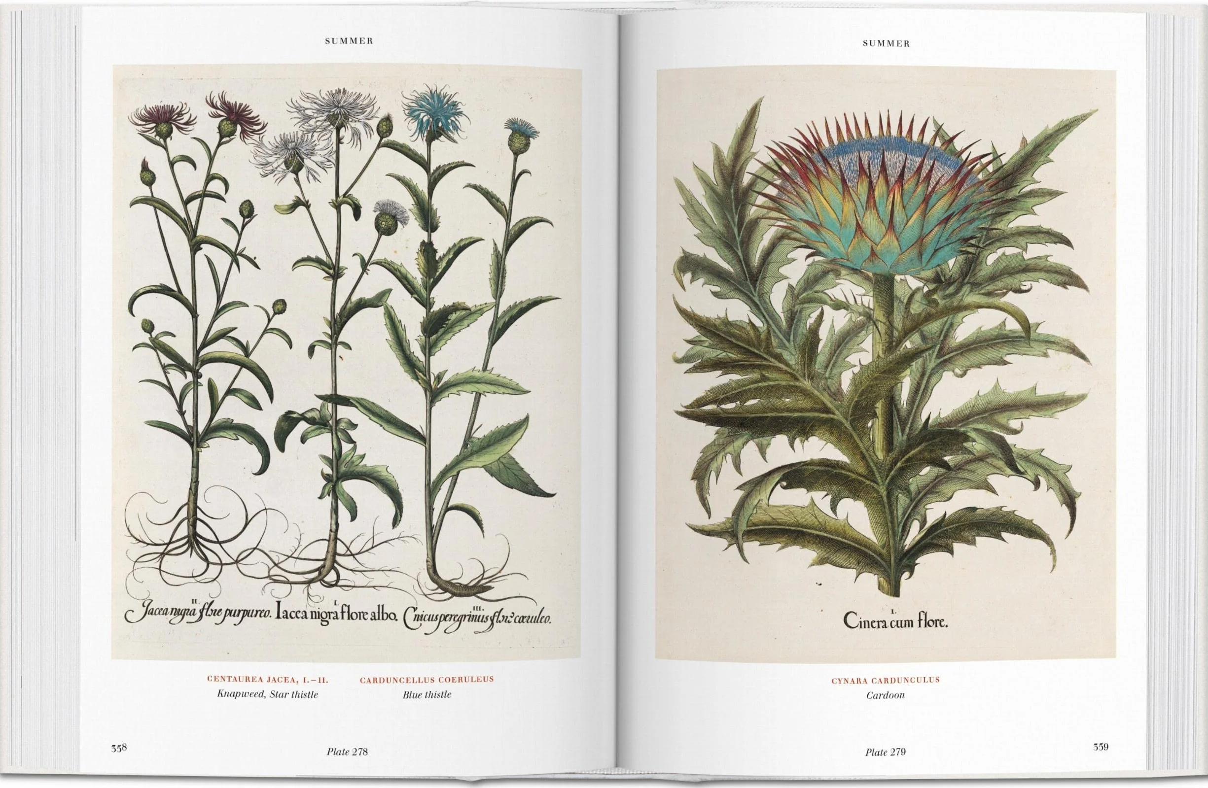 Basilius Besler: Der Garten von Eichstätt. Hortus Eystettensis