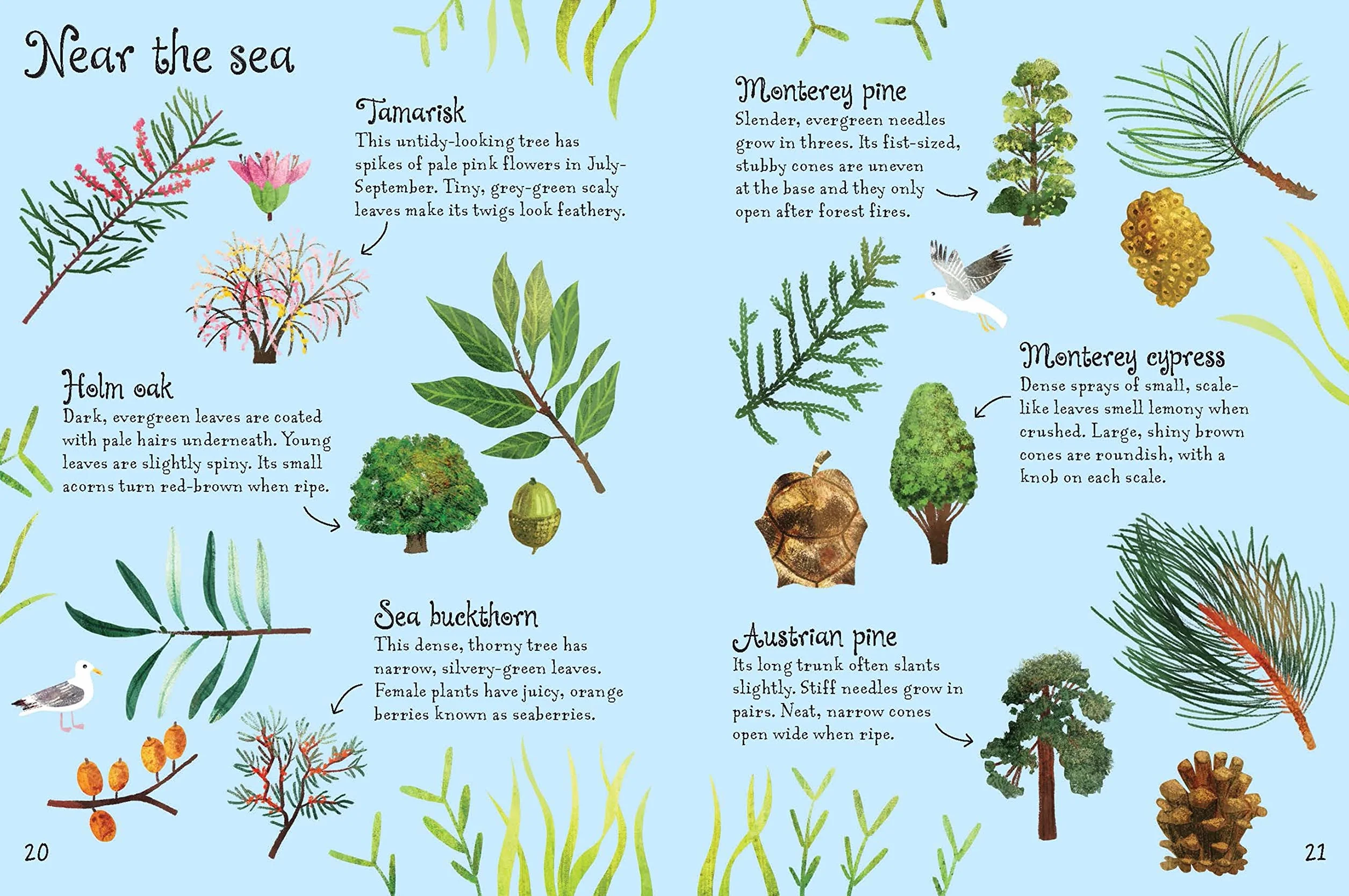 Trees to Spot (Usborne Minis)