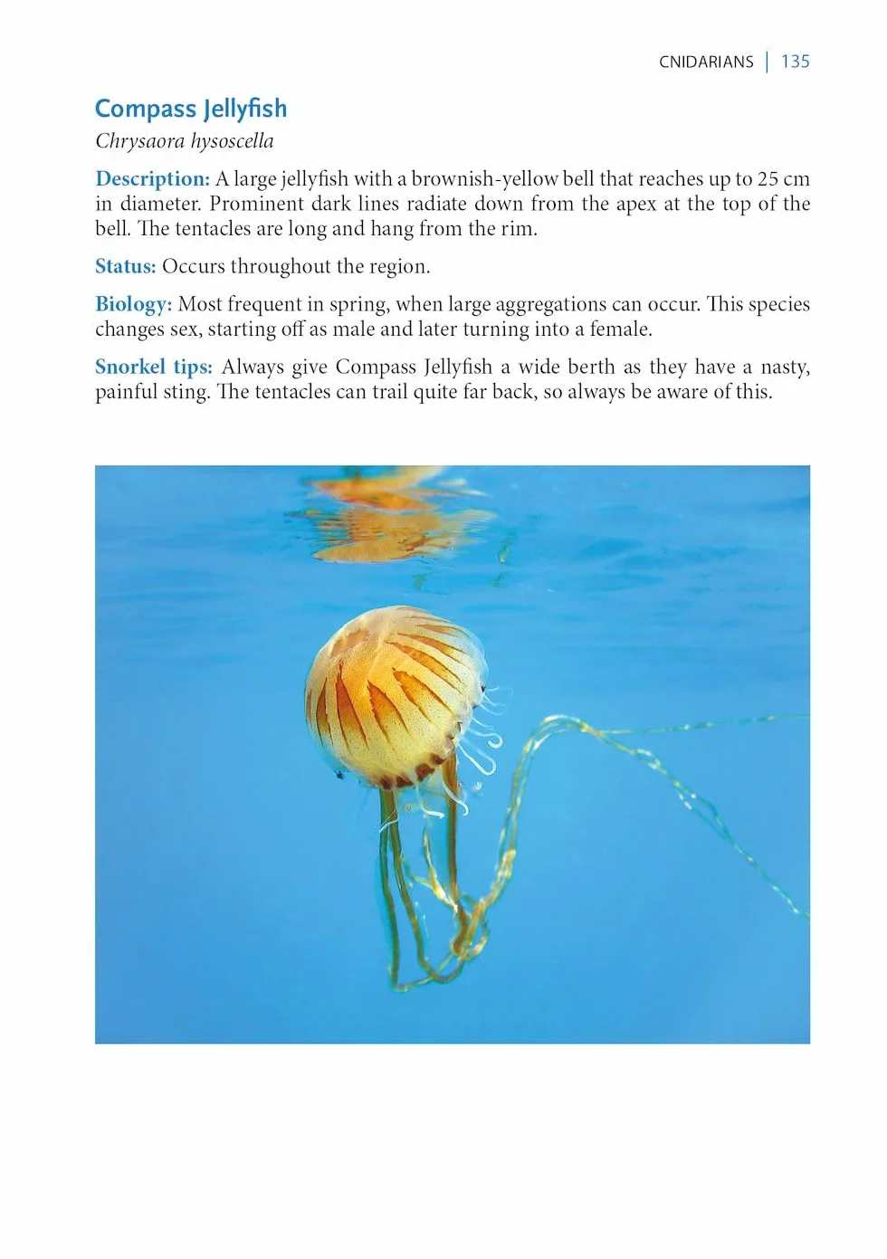 A Snorkeller's Guide to the Mediterranean: A Photographic Id Guide to the Most Commonly Encountered Marine Species