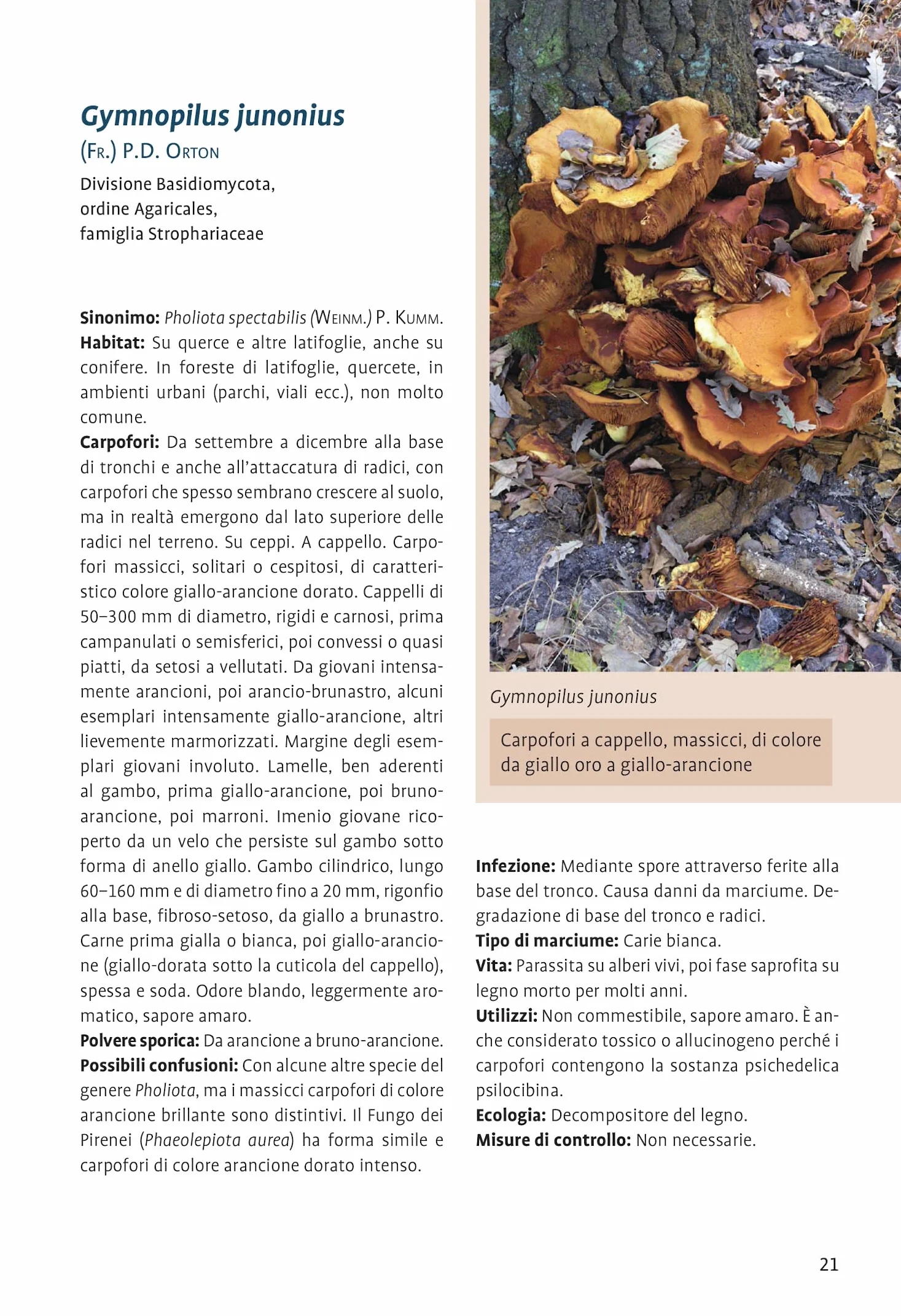 Guida ai funghi lignicoli