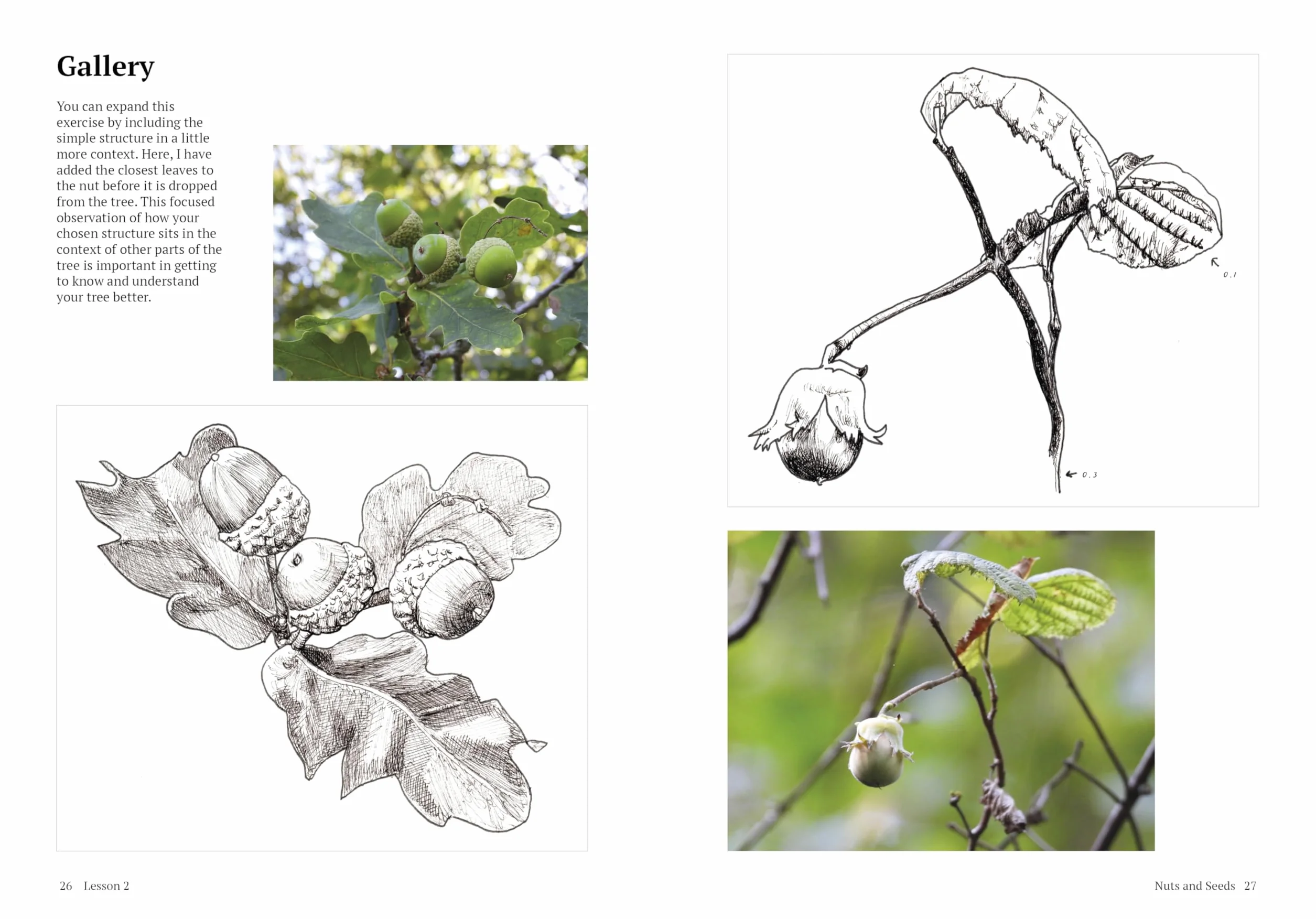 How to Draw a Tree: From the Fruit to the Forest: A Step-By-Step Course for the Nature Artist