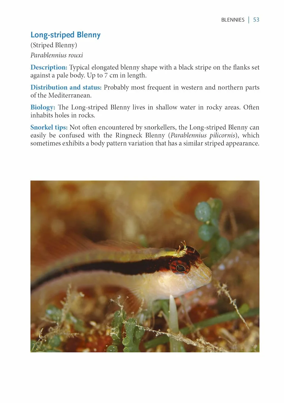 A Snorkeller's Guide to the Mediterranean: A Photographic Id Guide to the Most Commonly Encountered Marine Species