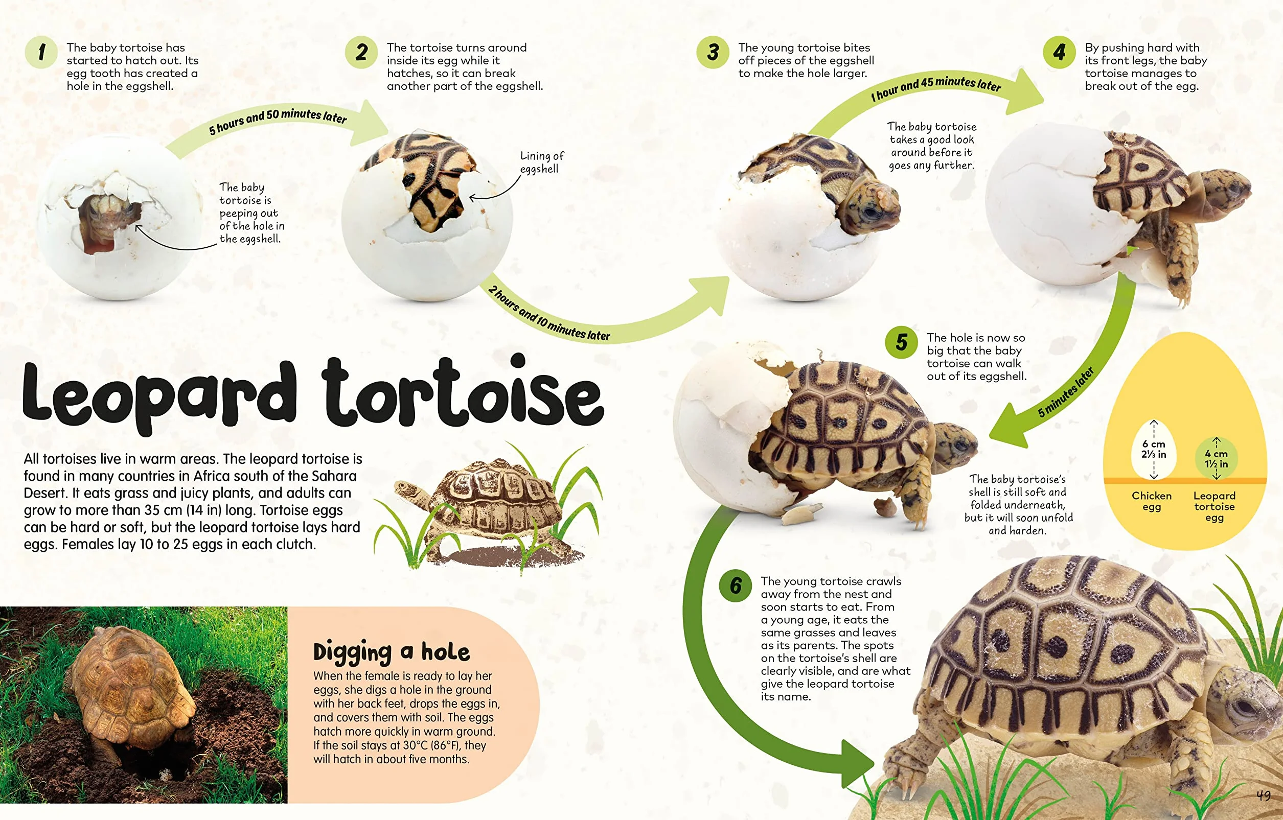 The Egg Book: See How Baby Animals Hatch, Step By Step!