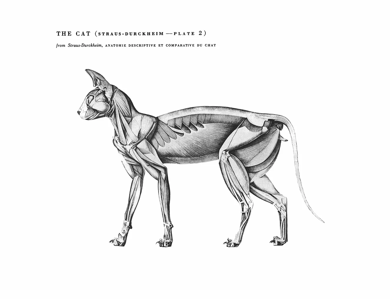 An Atlas of Animal Anatomy for Artists