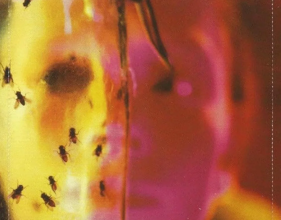 Jar of Flies