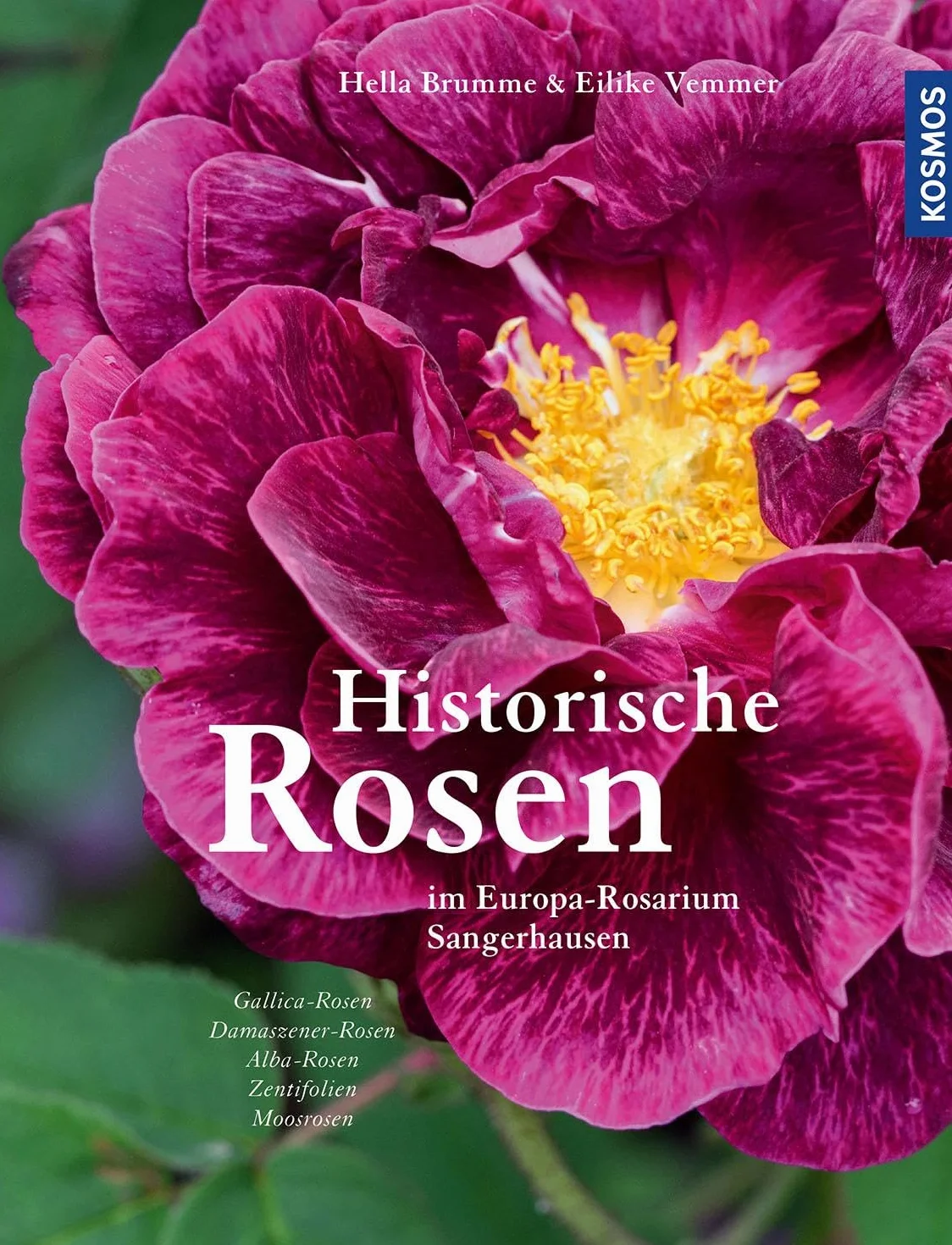 Historische Rosen: im Europa-Rosarium Sangerhausen