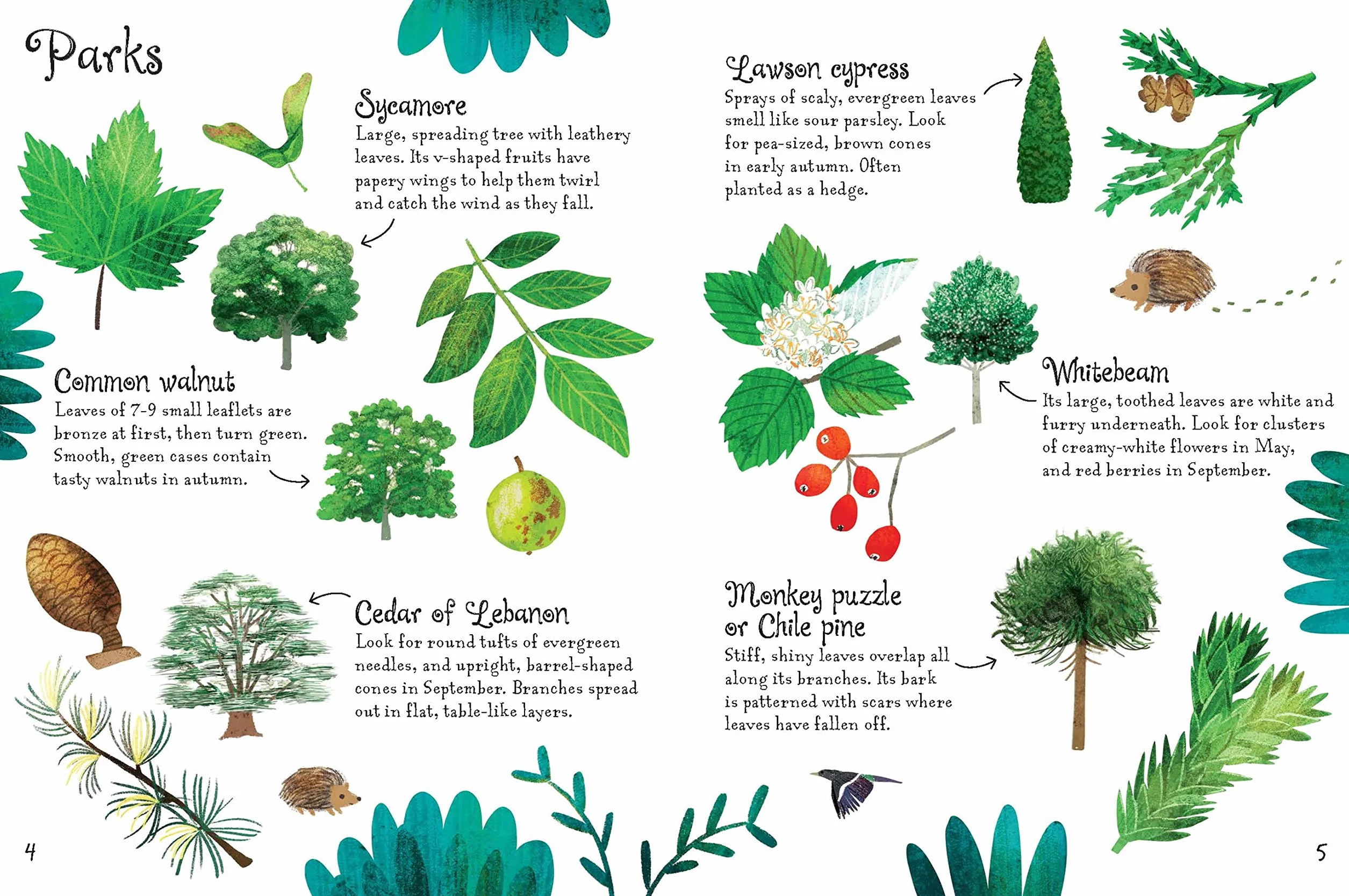 Trees to Spot (Usborne Minis)