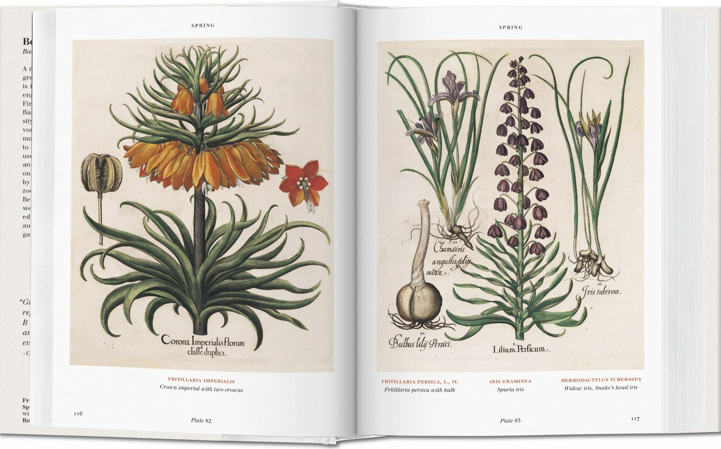Basilius Besler: Der Garten von Eichstätt. Hortus Eystettensis