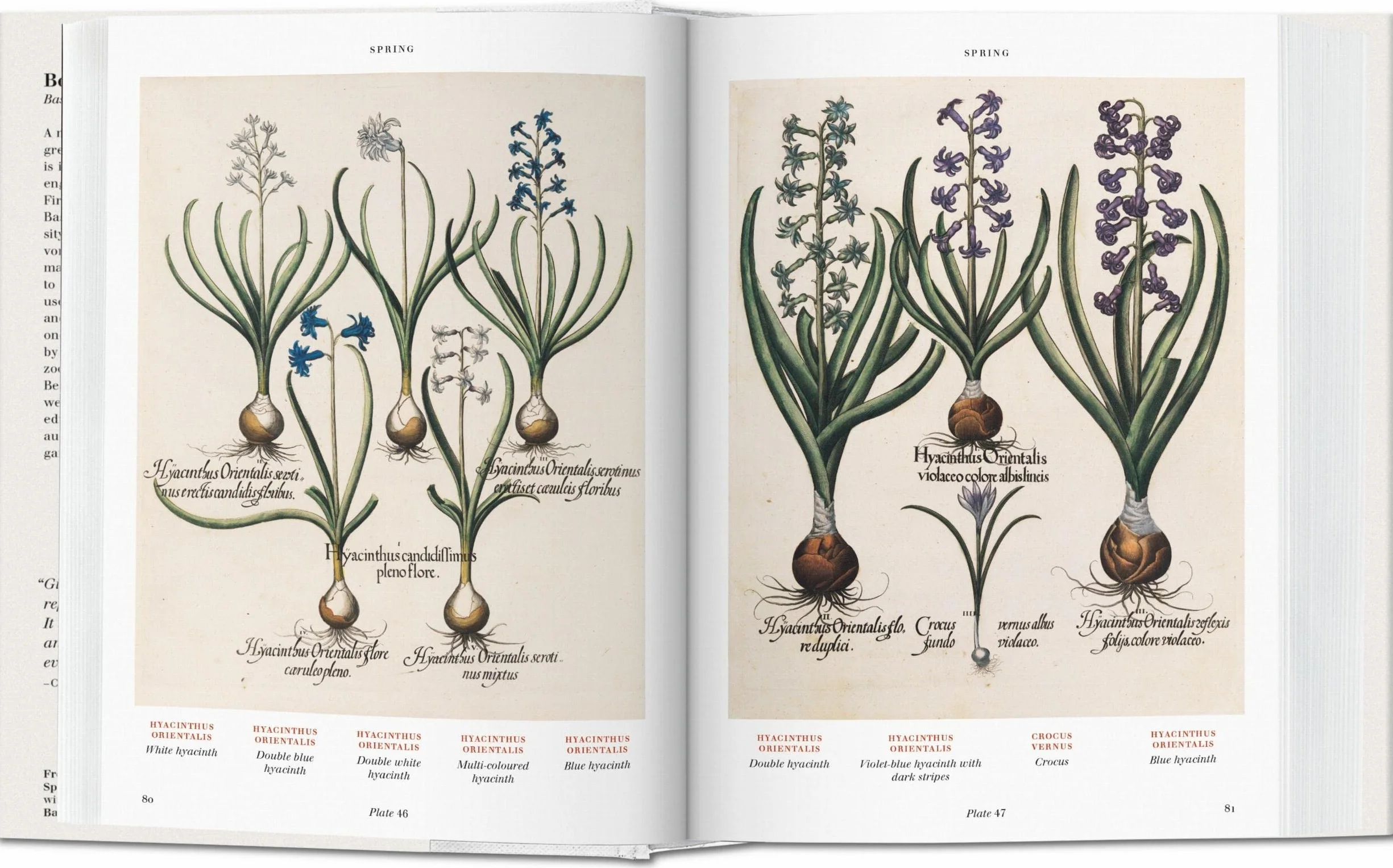 Basilius Besler: Der Garten von Eichstätt. Hortus Eystettensis