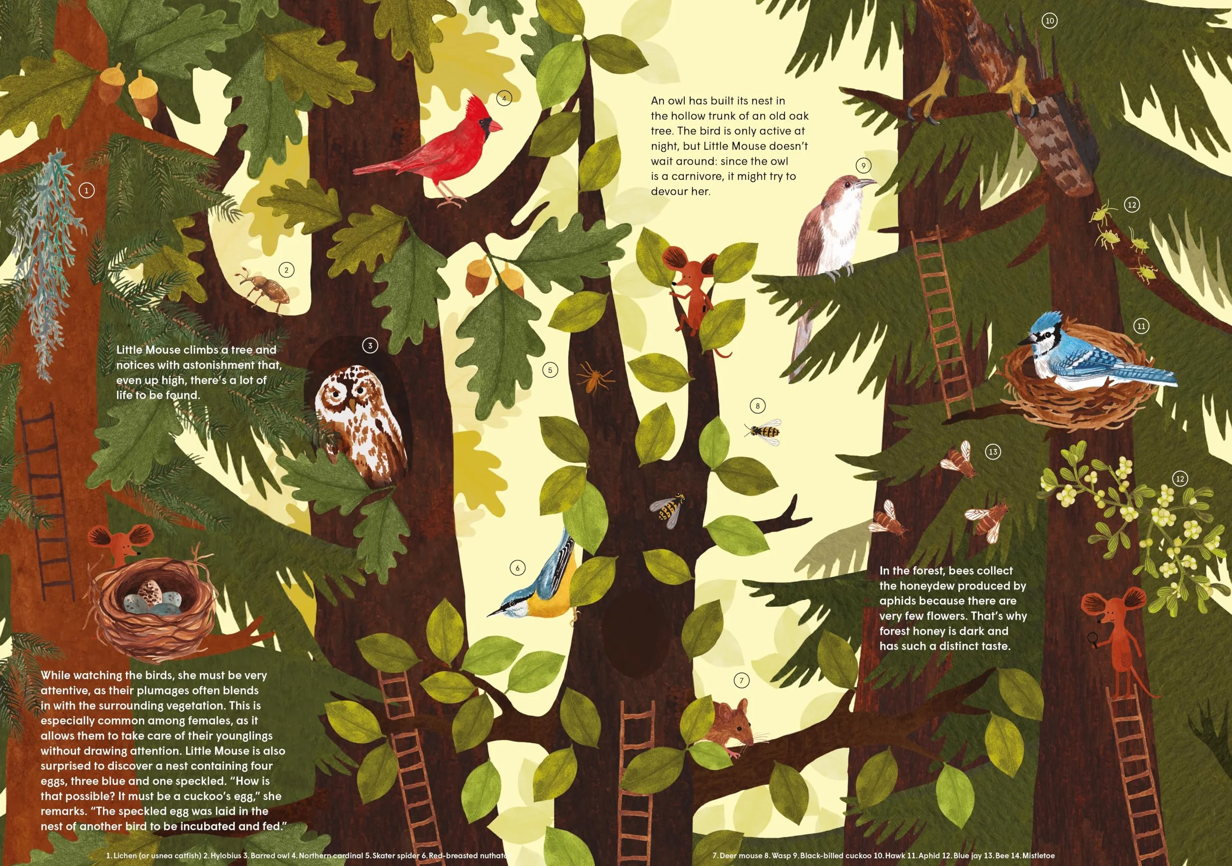 Little Mouse's Encyclopedia: A Picture Book about the Wonders of Nature
