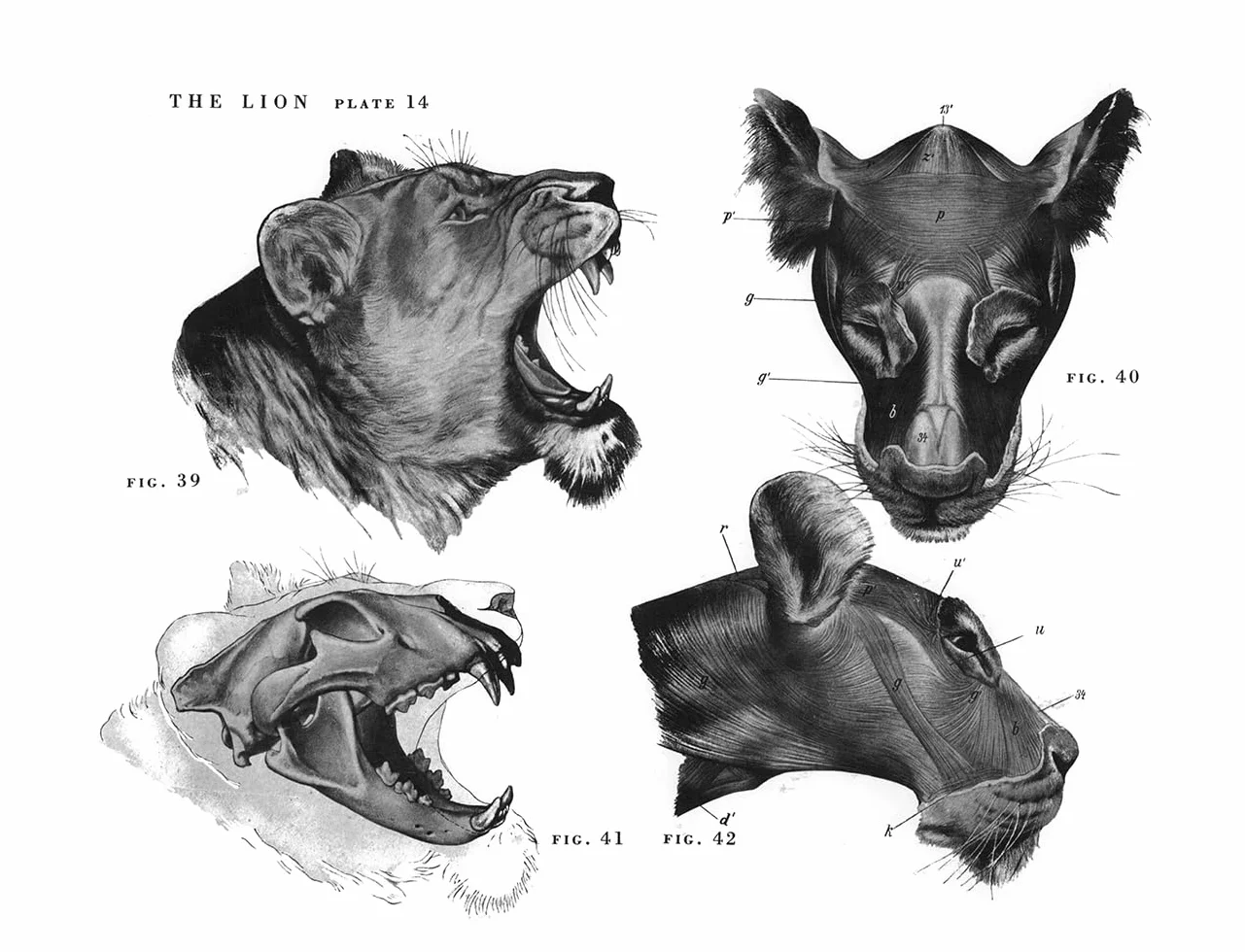 An Atlas of Animal Anatomy for Artists