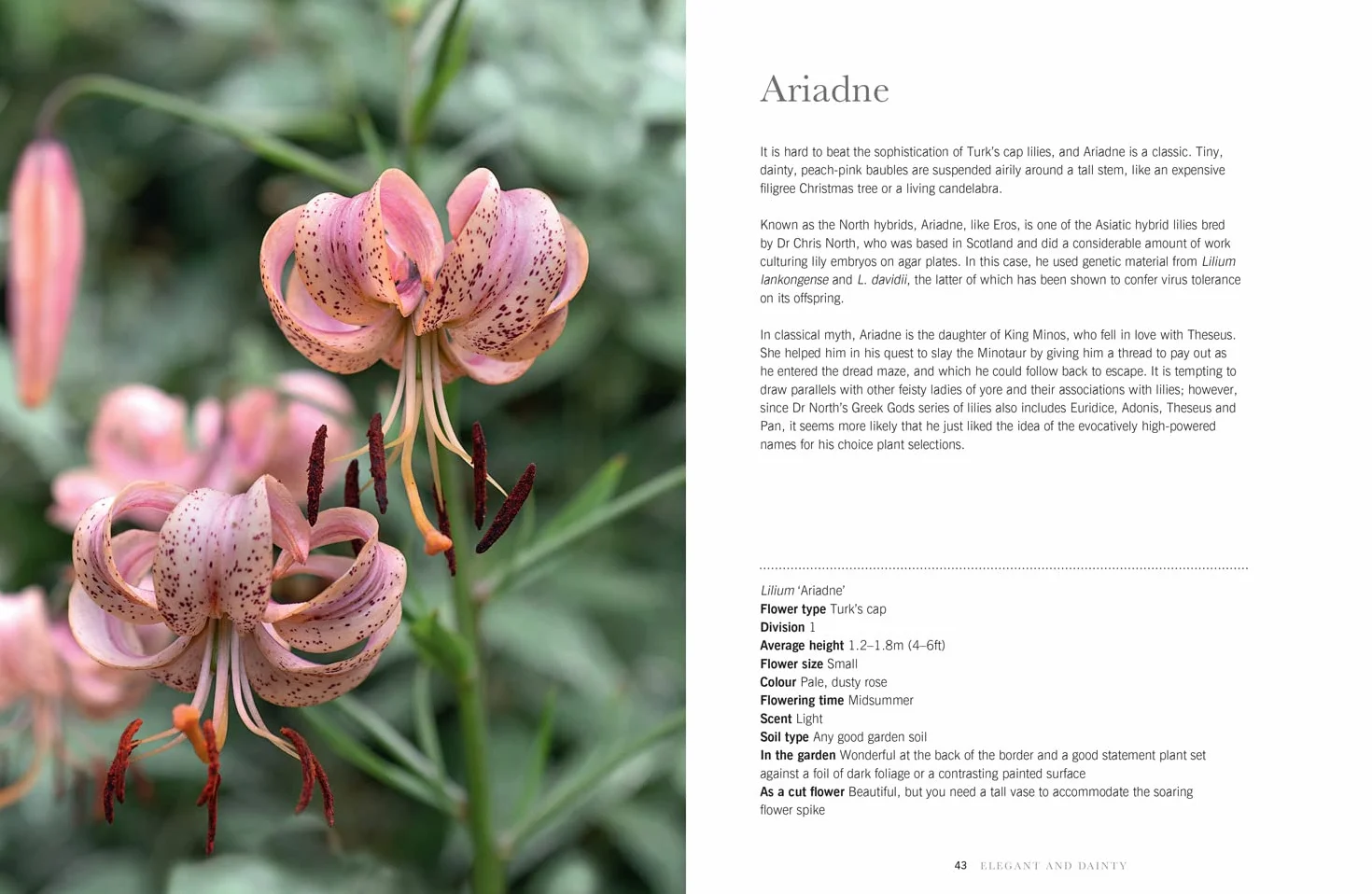 Lilies: The ultimate flower guide for growing, flowering and cutting varieties for the home and gardening