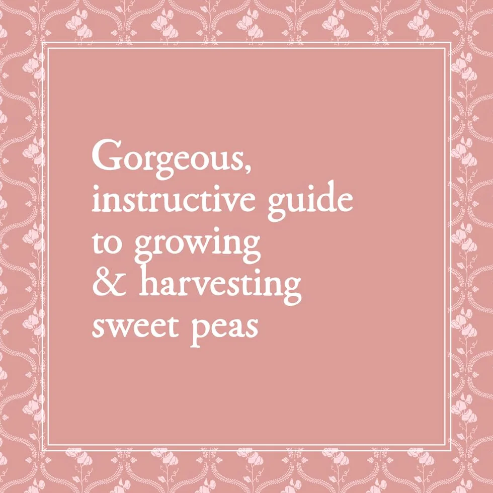 Sweet Pea School: Growing & Arranging the Garden's Most Romantic Blooms