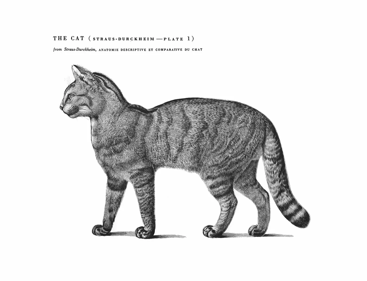 An Atlas of Animal Anatomy for Artists