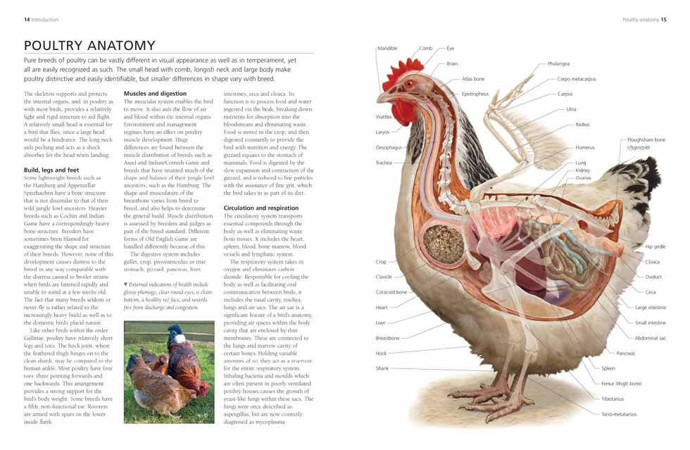 A Complete Practical Guide to Keeping Chickens: A Directory of Chickens, Ducks, Geese and Turkeys, and How to Keep Them, with Mmre Than 700 Photographs