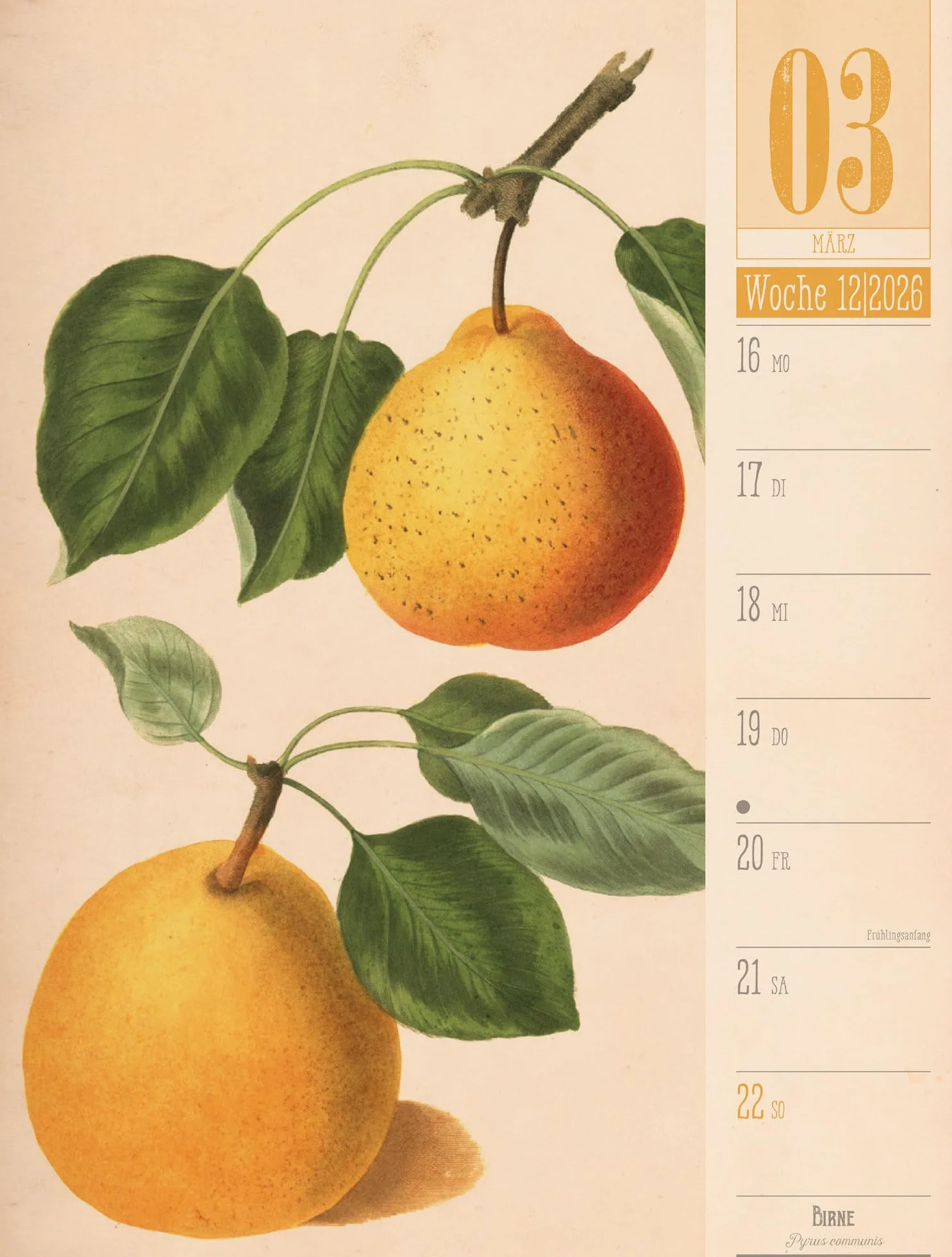 Culinarium Wochenplaner Kalender 2026 | Küche, Kräuter, Kurioses: Informativer Küchen-Wochenkalender im Hochformat (25x33 cm) | Vintage & Retro
