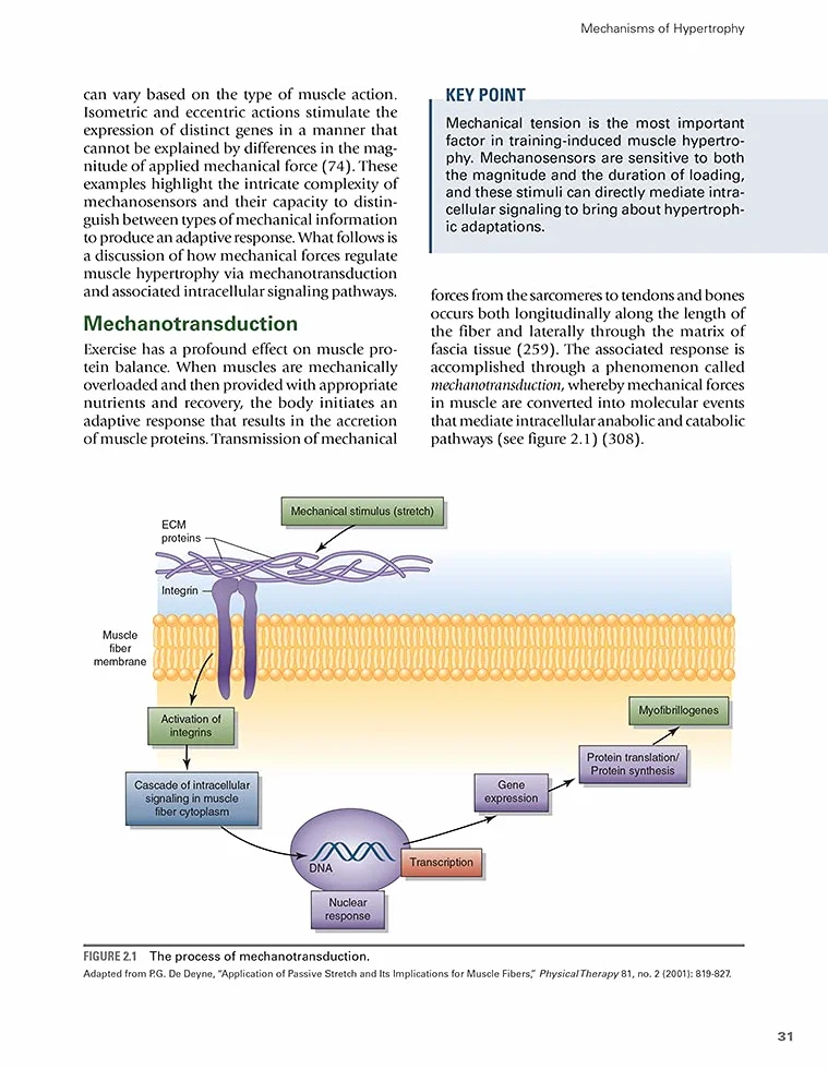 Science and Development of Muscle Hypertrophy
