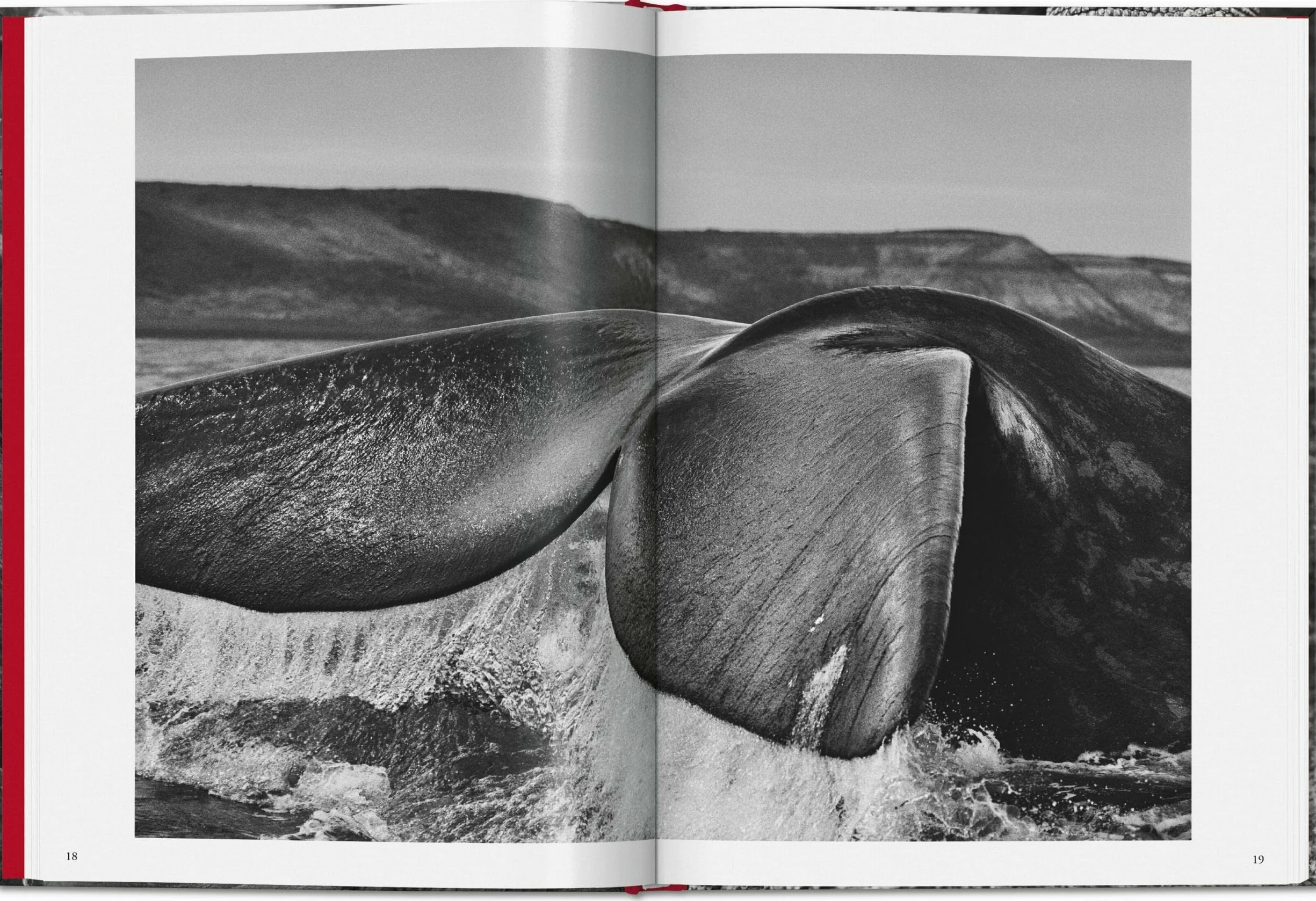 Salgado, Genesis
