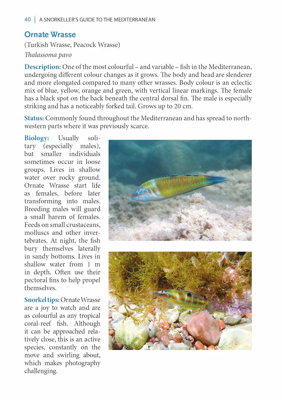 A Snorkeller's Guide to the Mediterranean: A Photographic Id Guide to the Most Commonly Encountered Marine Species