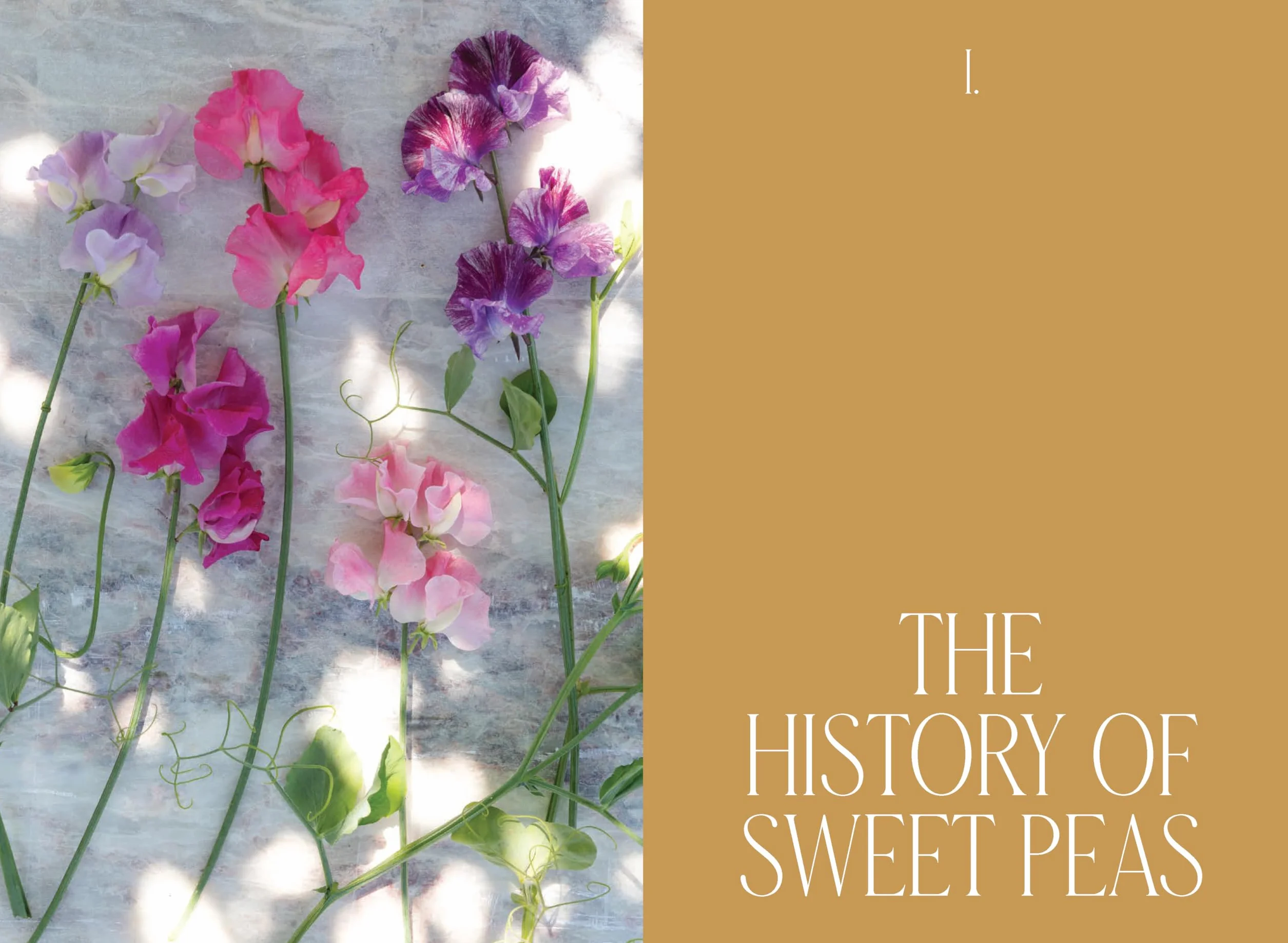 Sweet Pea School: Growing & Arranging the Garden's Most Romantic Blooms