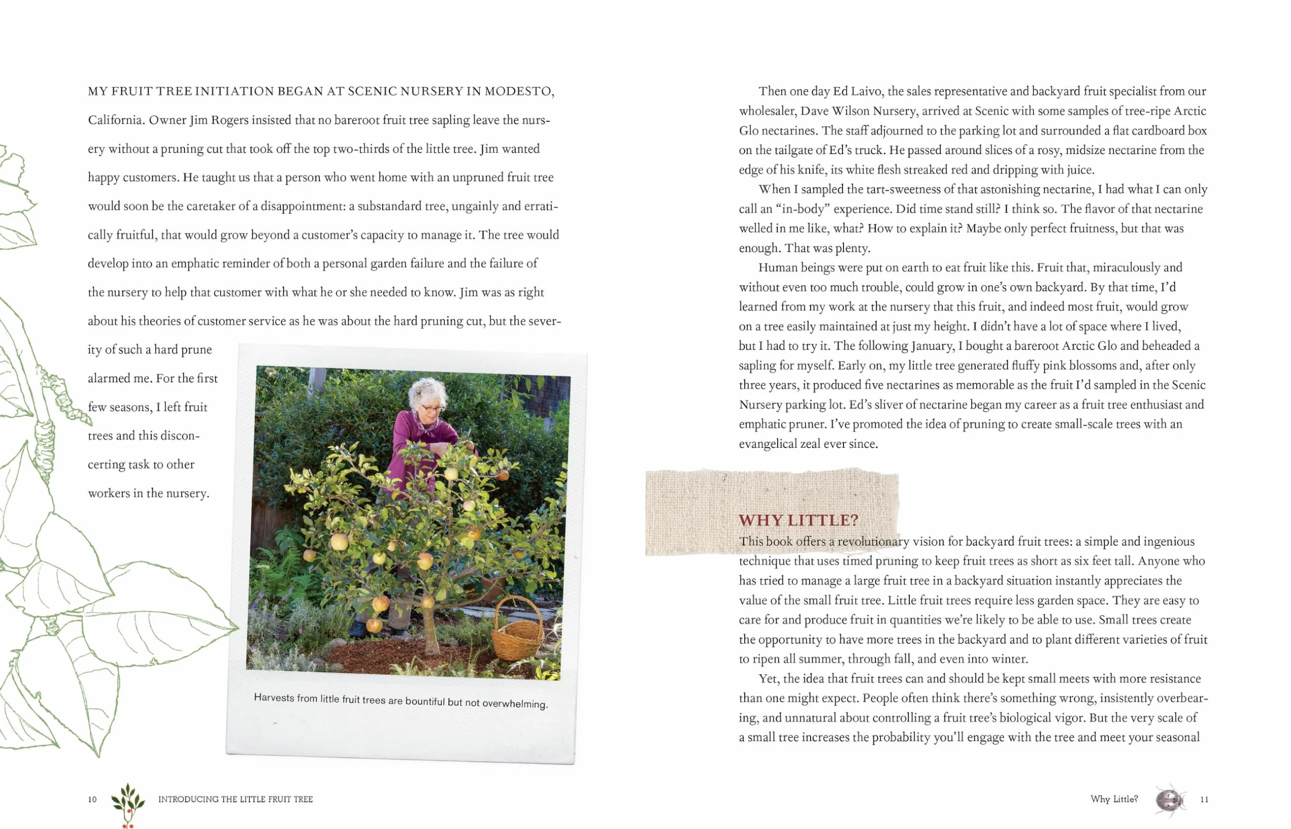 Grow a Little Fruit Tree: Simple Pruning Techniques for Small-Space, Easy-Harvest Fruit Trees