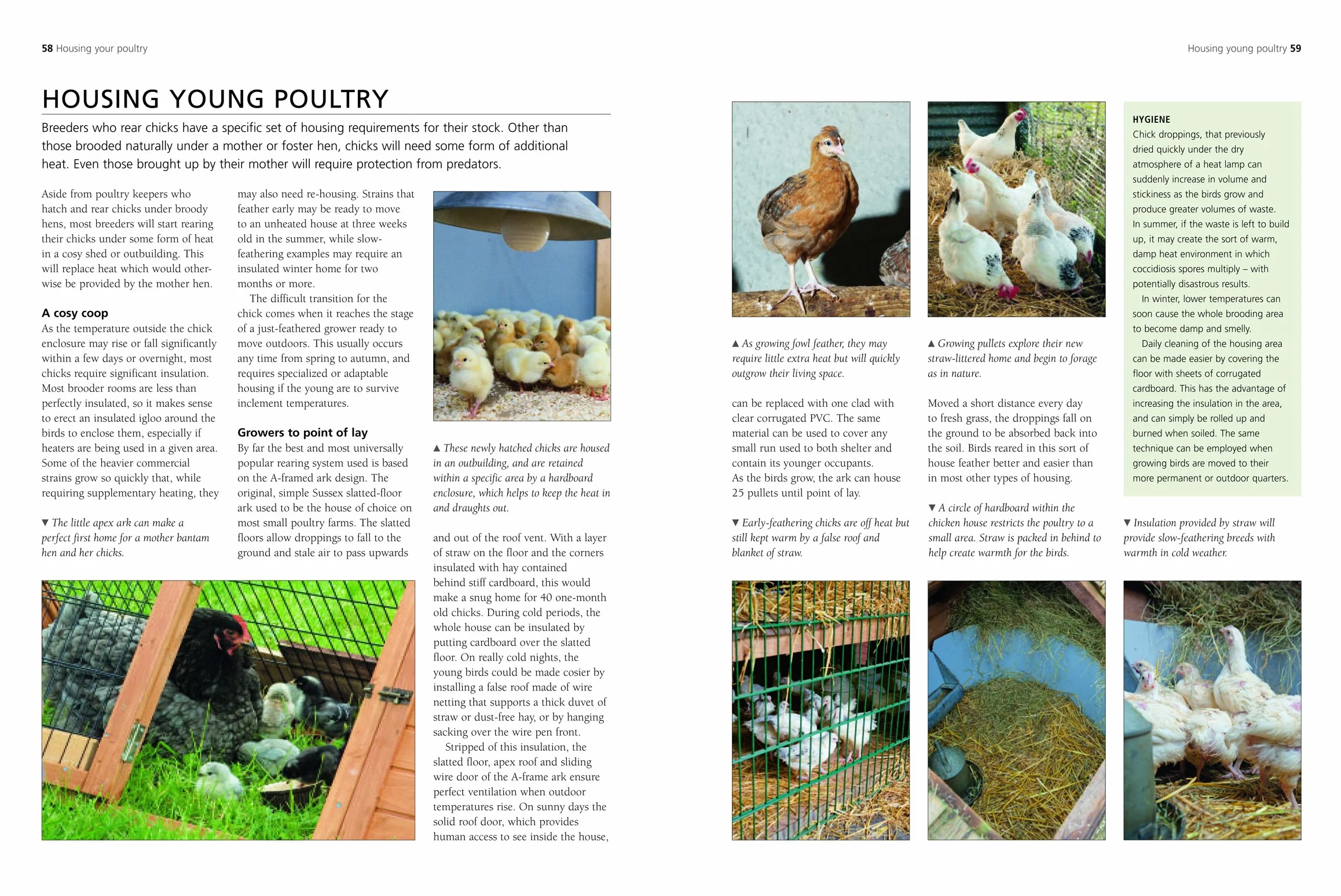 A Complete Practical Guide to Keeping Chickens: A Directory of Chickens, Ducks, Geese and Turkeys, and How to Keep Them, with Mmre Than 700 Photographs