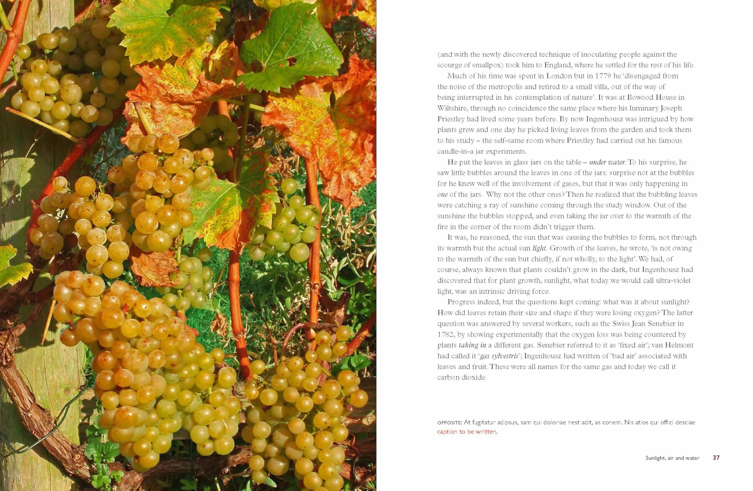 Taste the Limestone, Smell the Slate /anglais: A Geologist Wanders Through the World of Wine
