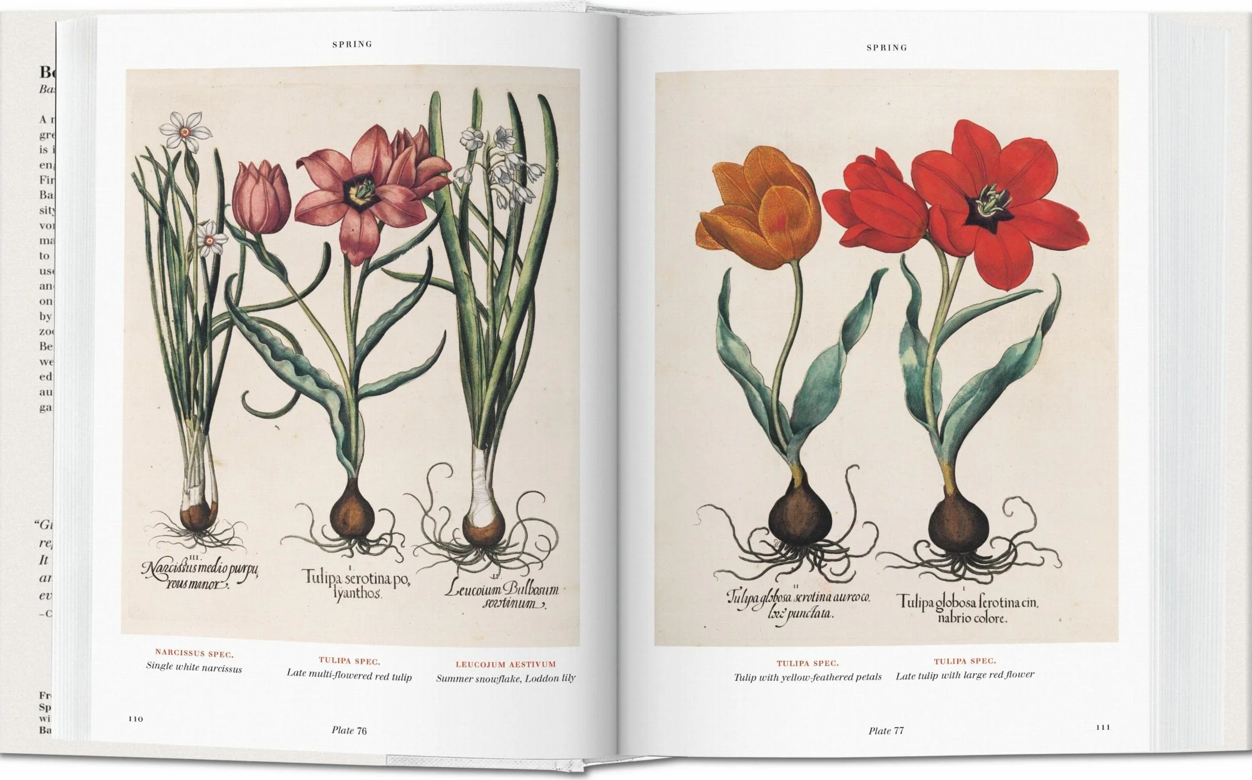 Basilius Besler: Der Garten von Eichstätt. Hortus Eystettensis