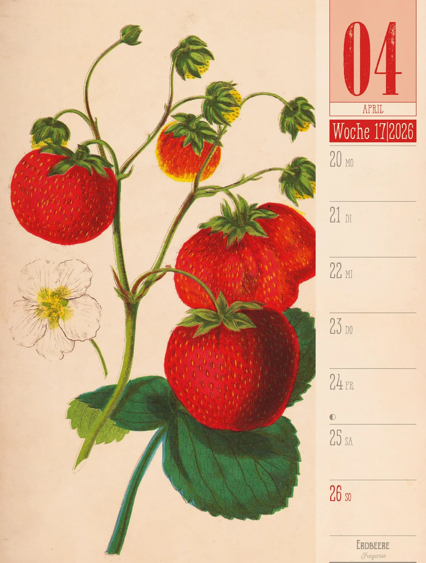 Culinarium Wochenplaner Kalender 2026 | Küche, Kräuter, Kurioses: Informativer Küchen-Wochenkalender im Hochformat (25x33 cm) | Vintage & Retro