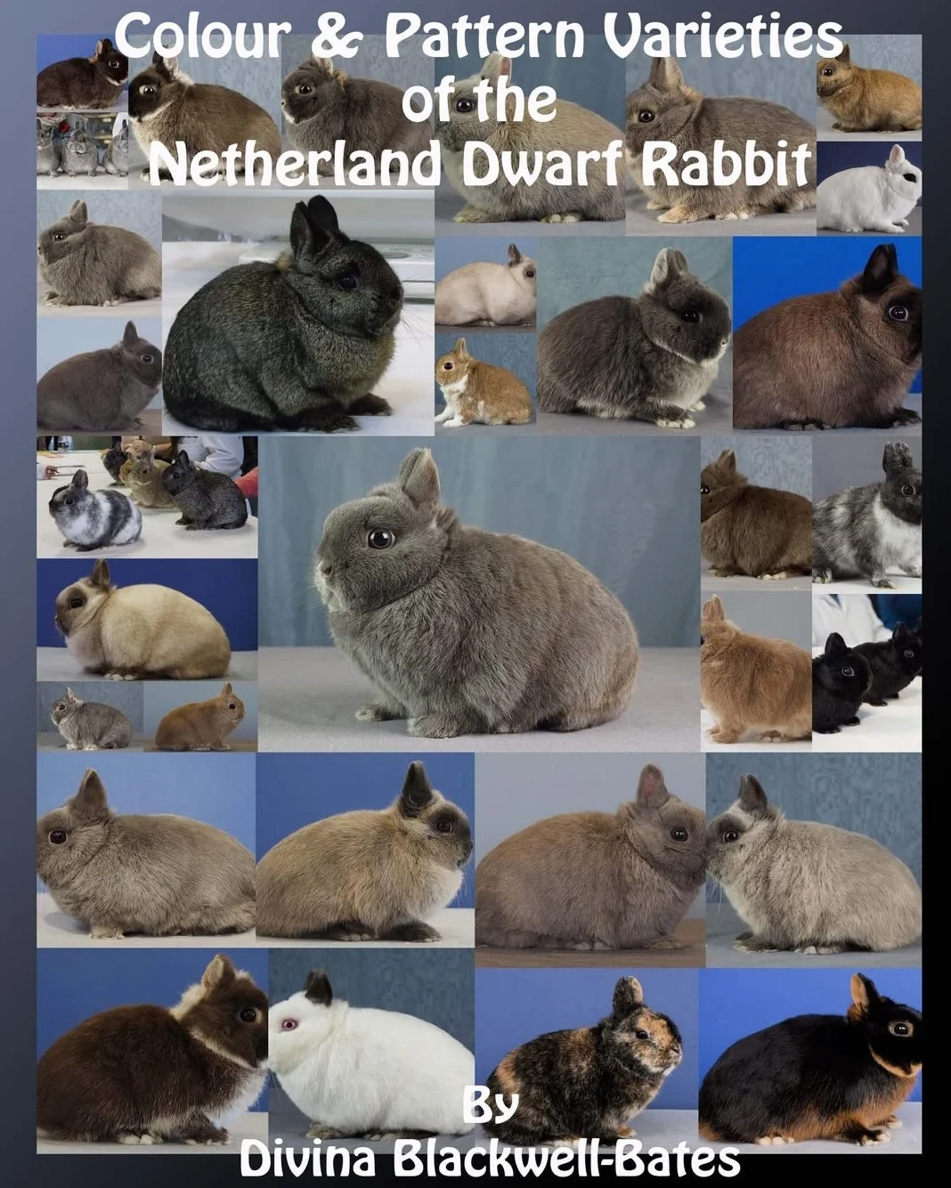 Colour & Pattern Varieties of the Netherland Dwarf Rabbit