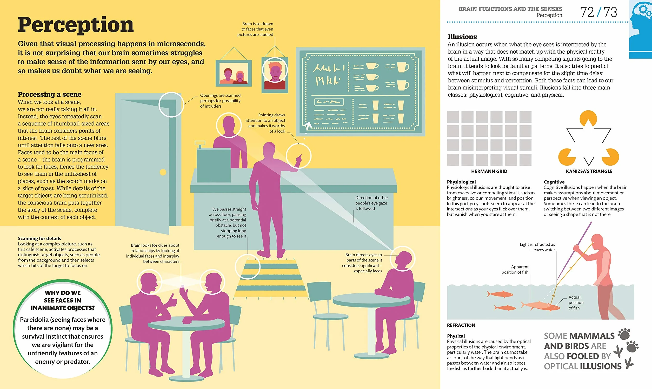 How the Brain Works: The Facts Visually Explained (How Things Work)