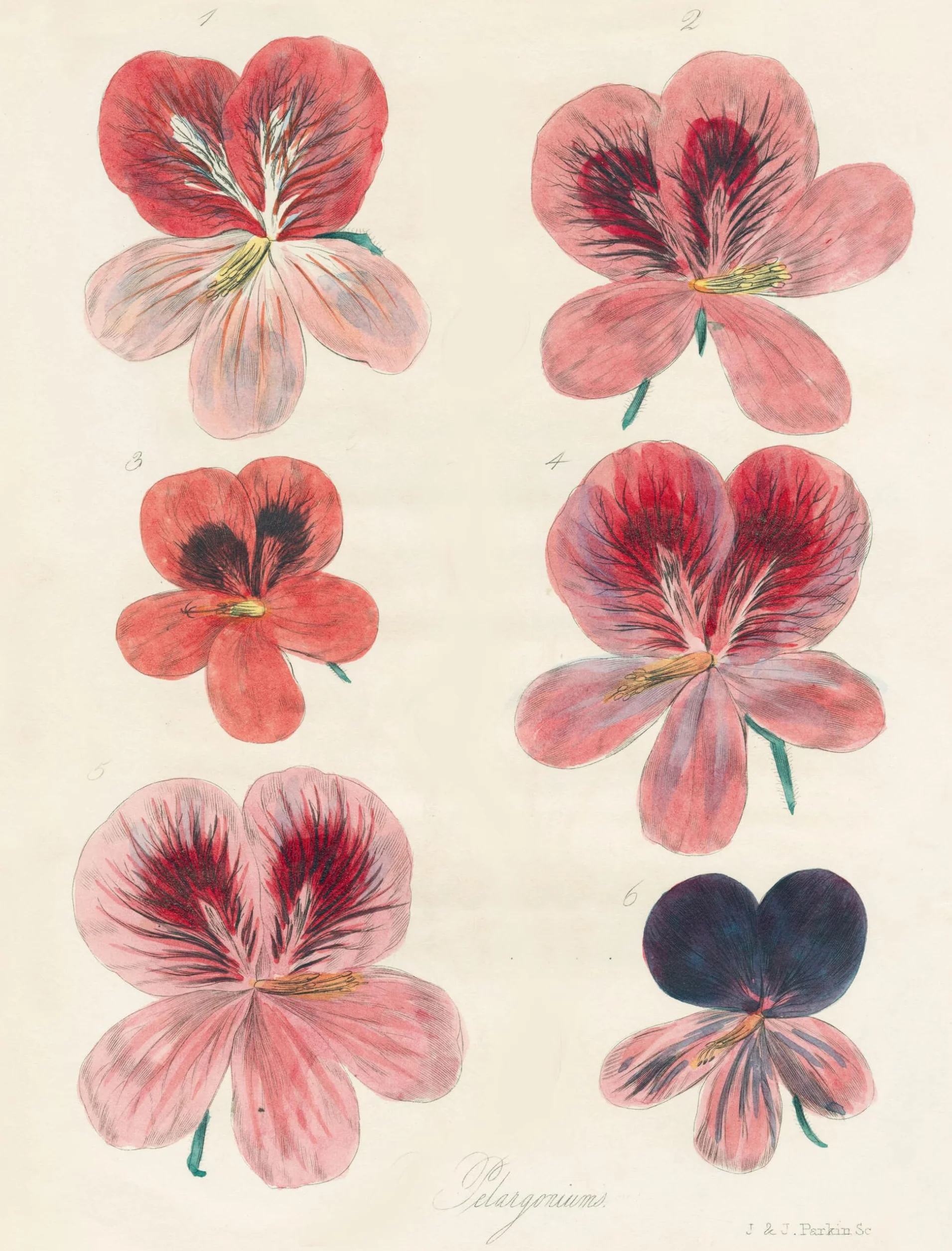 John Derian Paper Goods: Wrapping Paper & Gift Tags