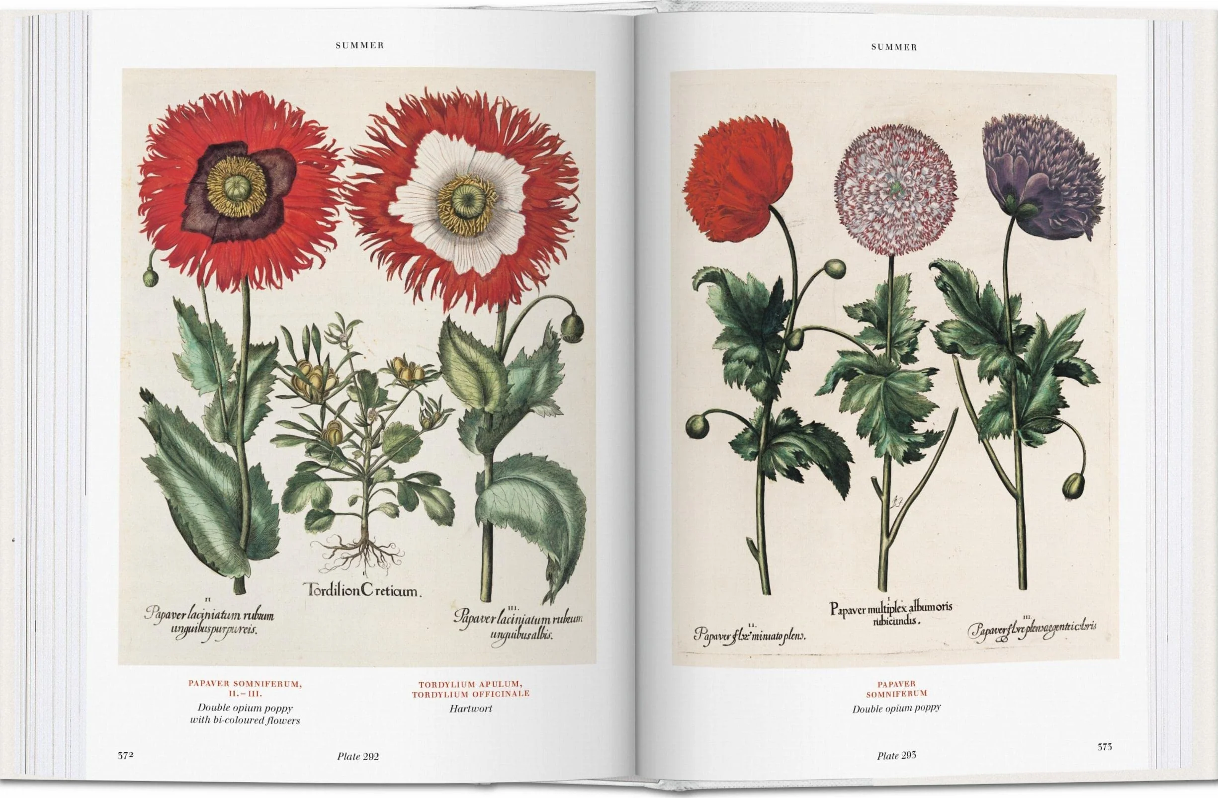Basilius Besler: Der Garten von Eichstätt. Hortus Eystettensis